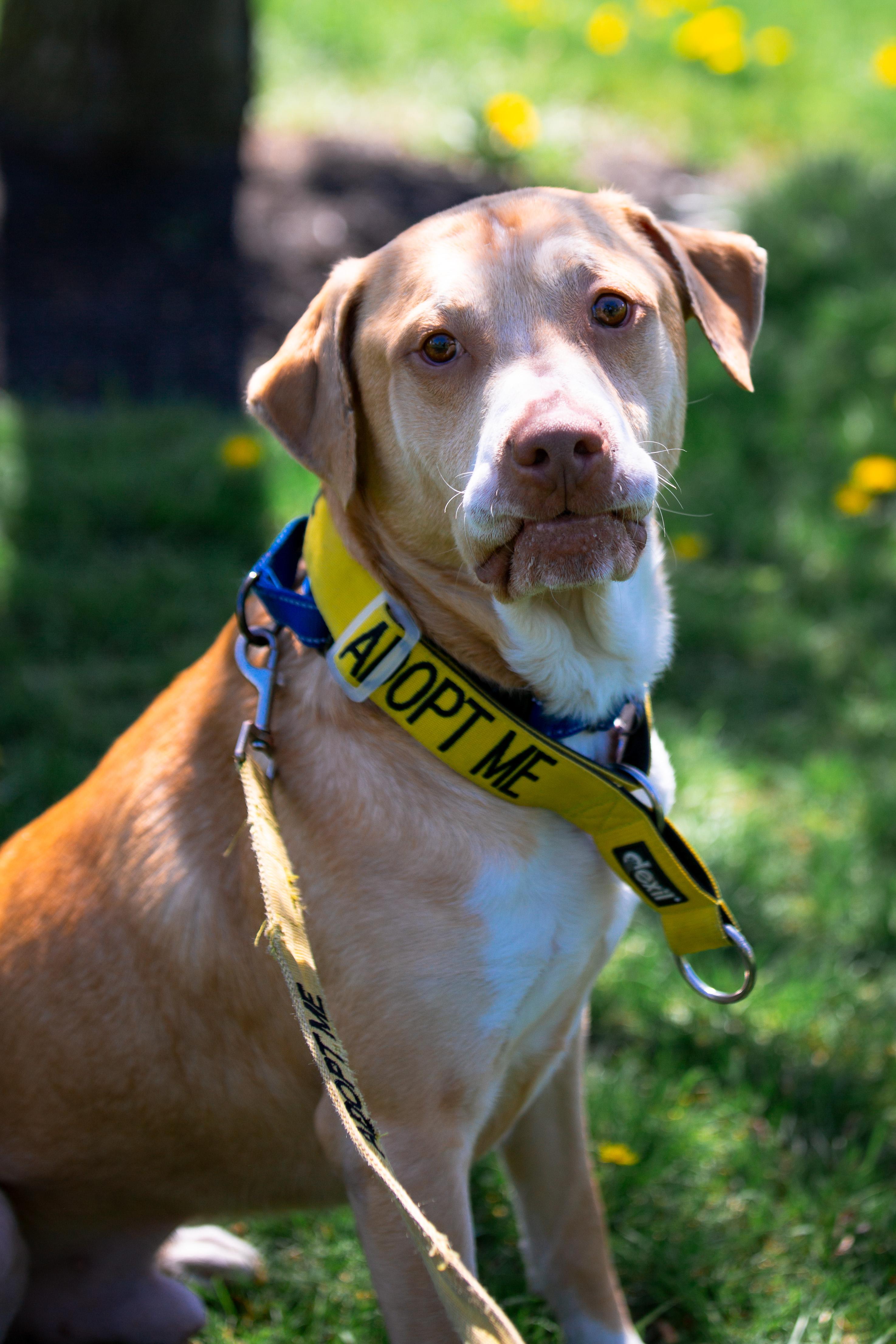 Enlarge Geo, a ADOPTABLE mixed breed in Maybrook, NY image 5/6