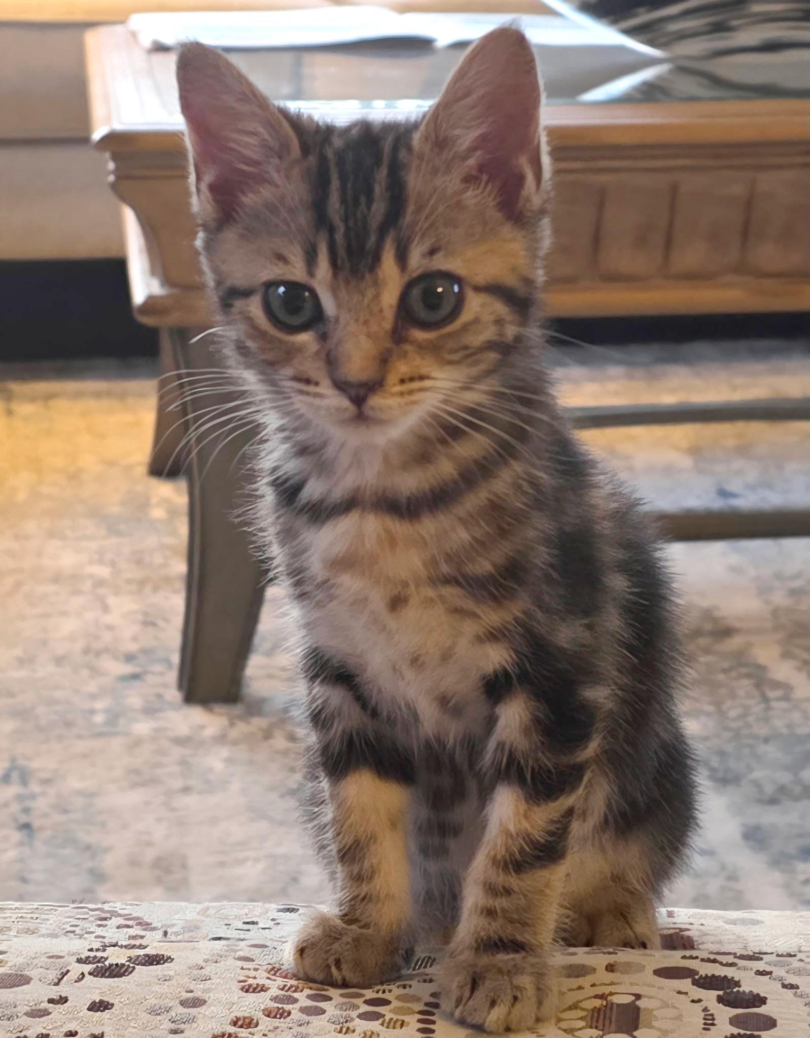 Belle, ADOPTABLE, Kitten Female Tabby & Domestic Short Hair.