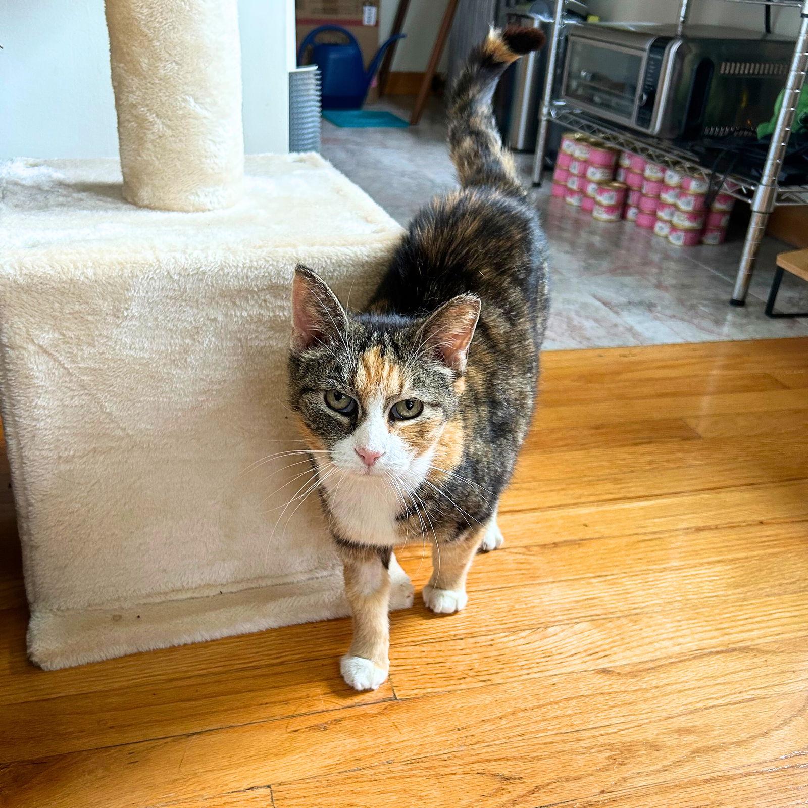 Enlarge Maisey, a Adoptable Domestic Short Hair in Brooklyn, NY image 1/3