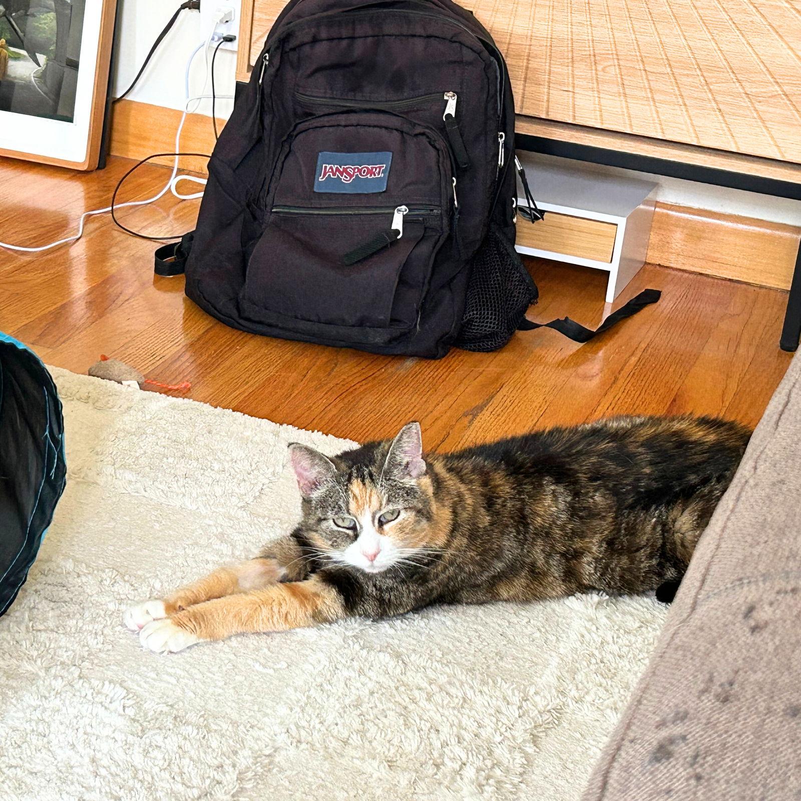 Enlarge Maisey, a Adoptable Domestic Short Hair in Brooklyn, NY image 3/3