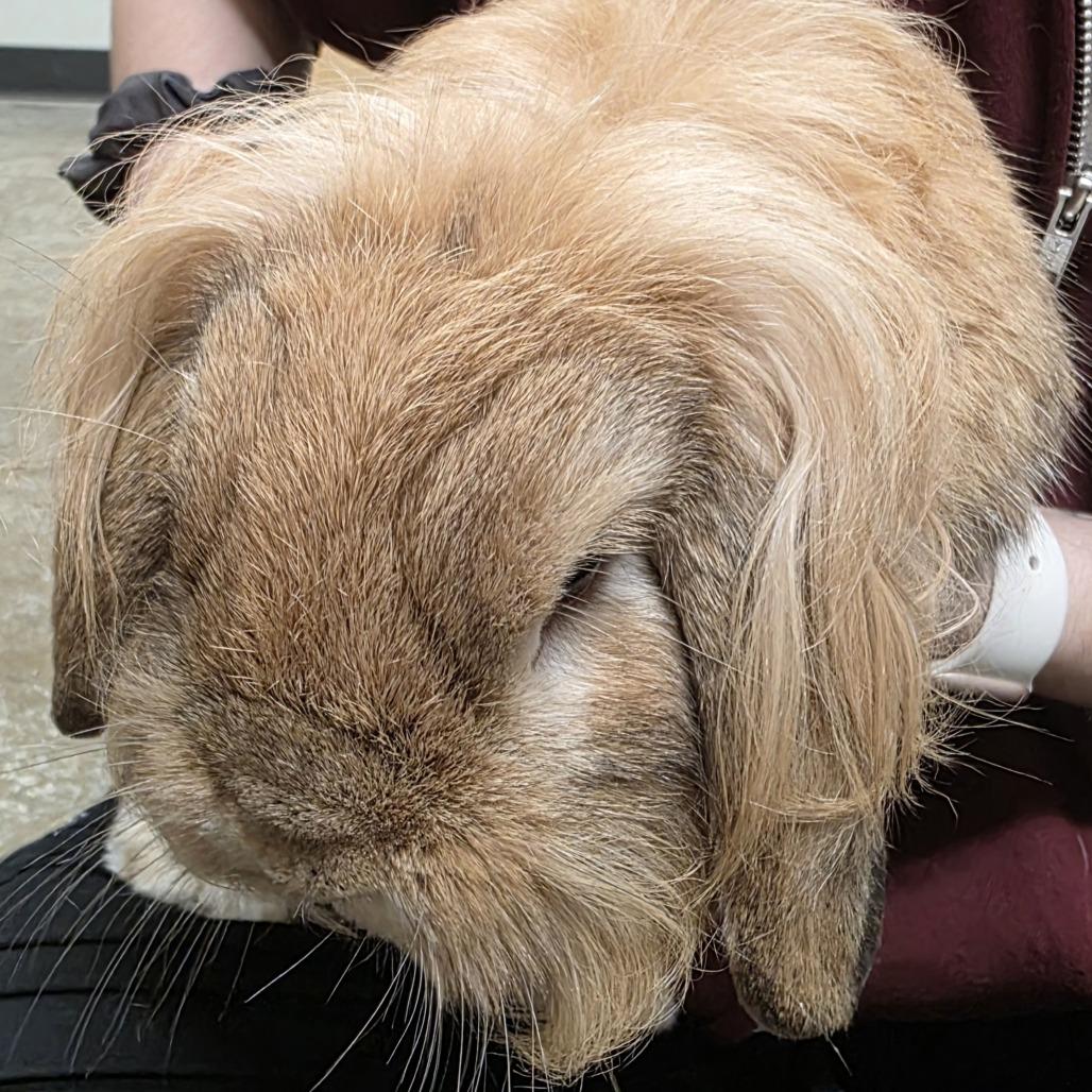 Enlarge Peanut Butter, a Adoptable mixed breed in Saint Cloud, MN image 1/1