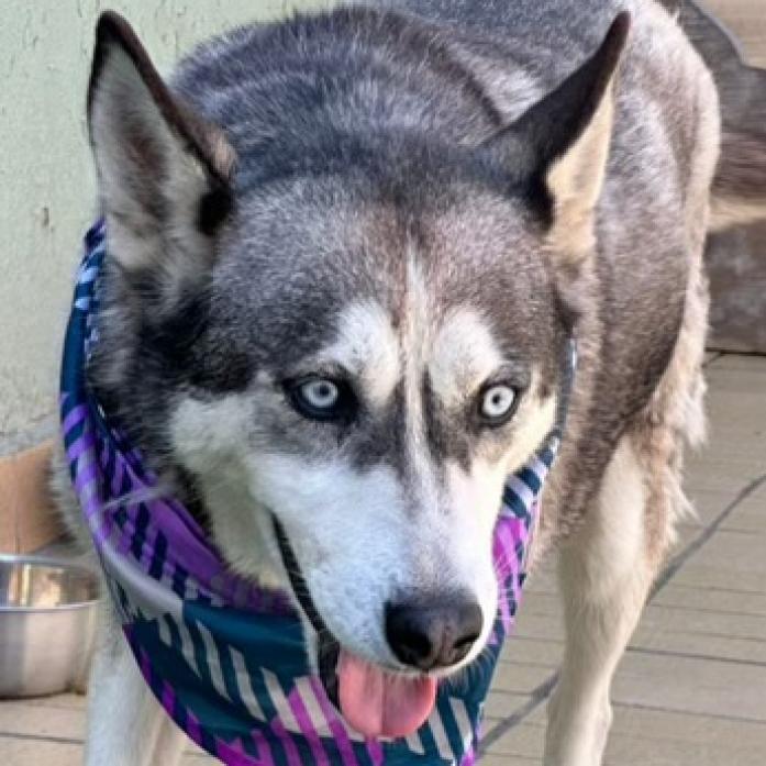 Dixie, a Adoptable mixed breed in San Diego, CA image 2/6