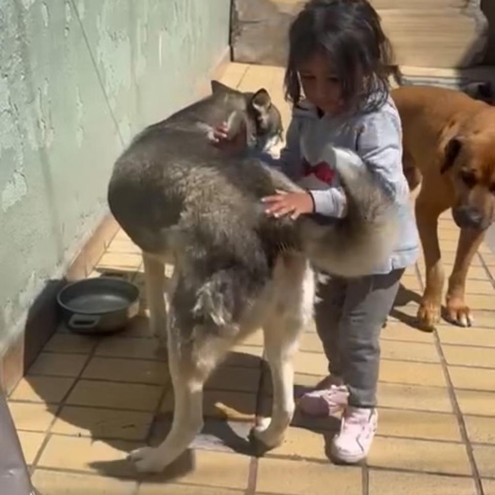 Dixie, a Adoptable mixed breed in San Diego, CA image 3/6