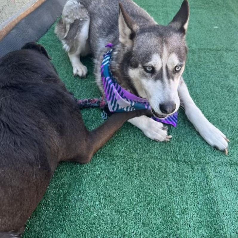 Dixie, a Adoptable mixed breed in San Diego, CA image 4/6