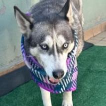 Dixie, a Adoptable mixed breed in San Diego, CA image 5/6