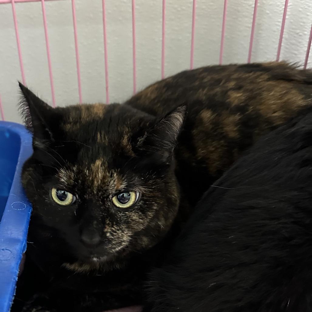 Enlarge Kitty, a Adoptable Domestic Short Hair in Priest River, ID image 1/1