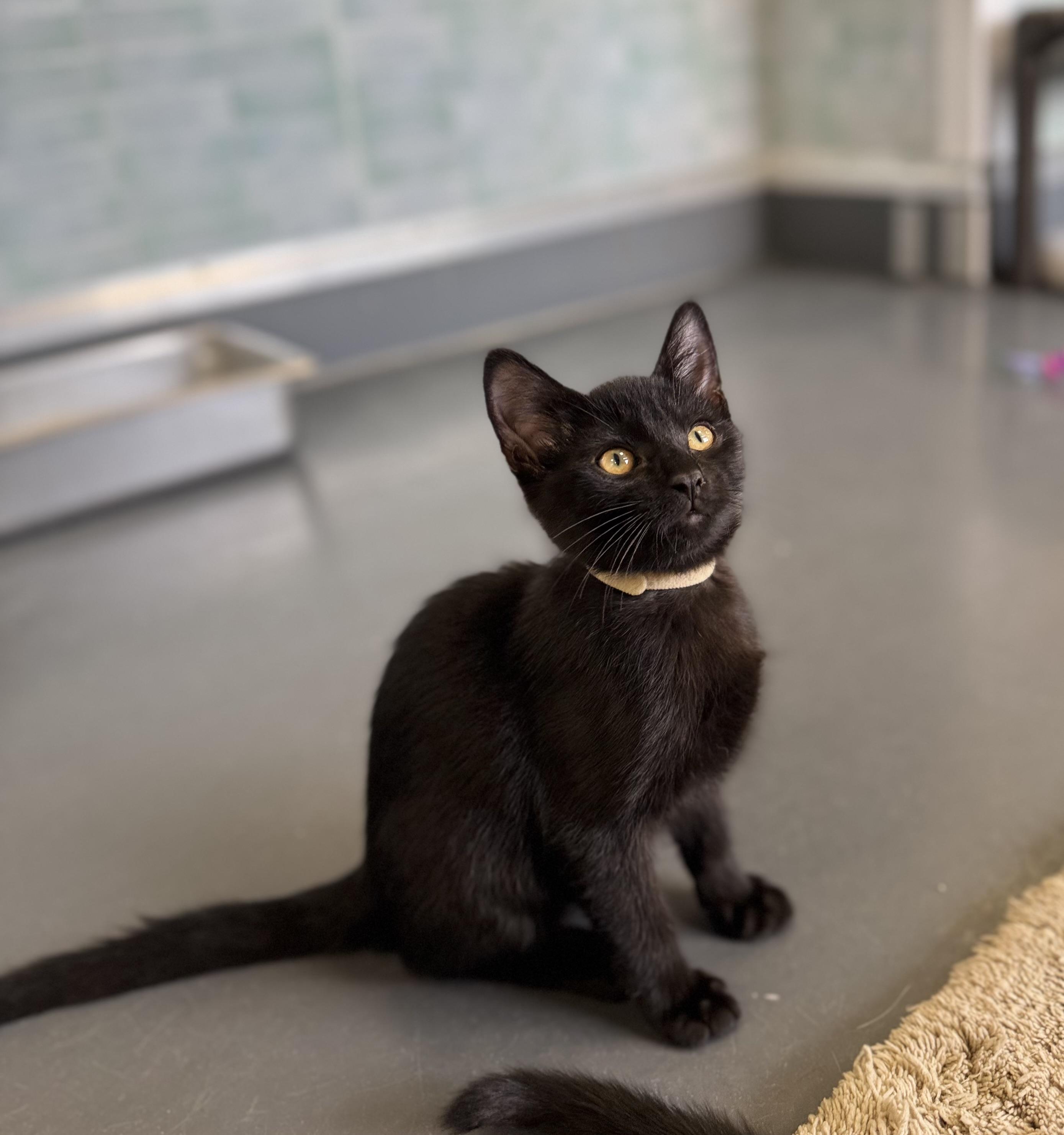 Pepper, adopted, Kitten Male Domestic Short Hair.