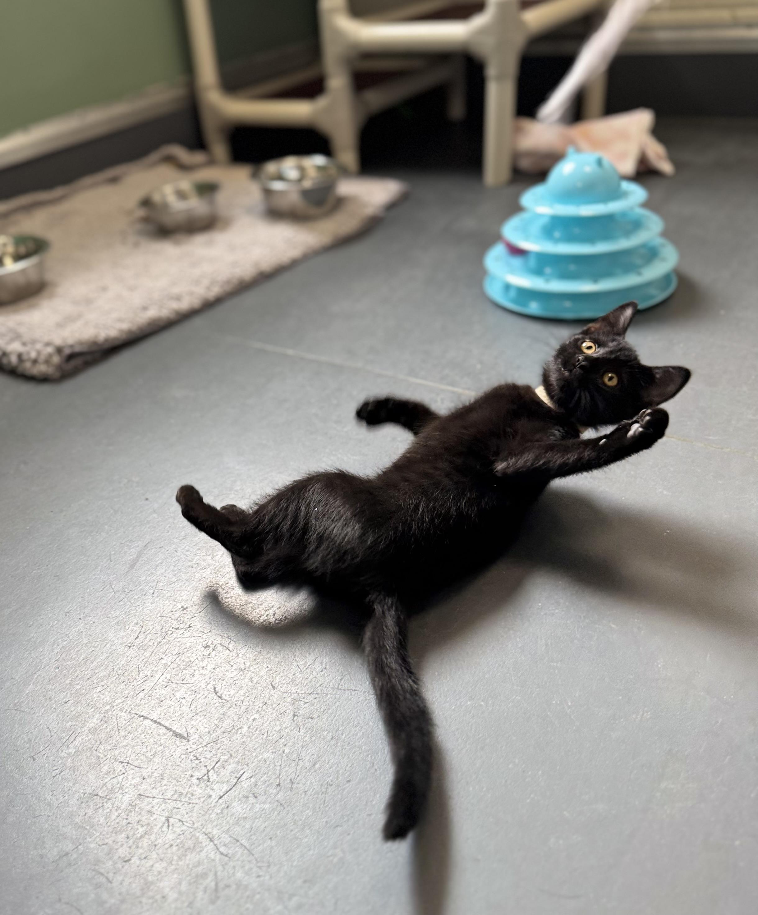 Enlarge Pepper, an adopted Domestic Short Hair in Eagle, CO image 5/5