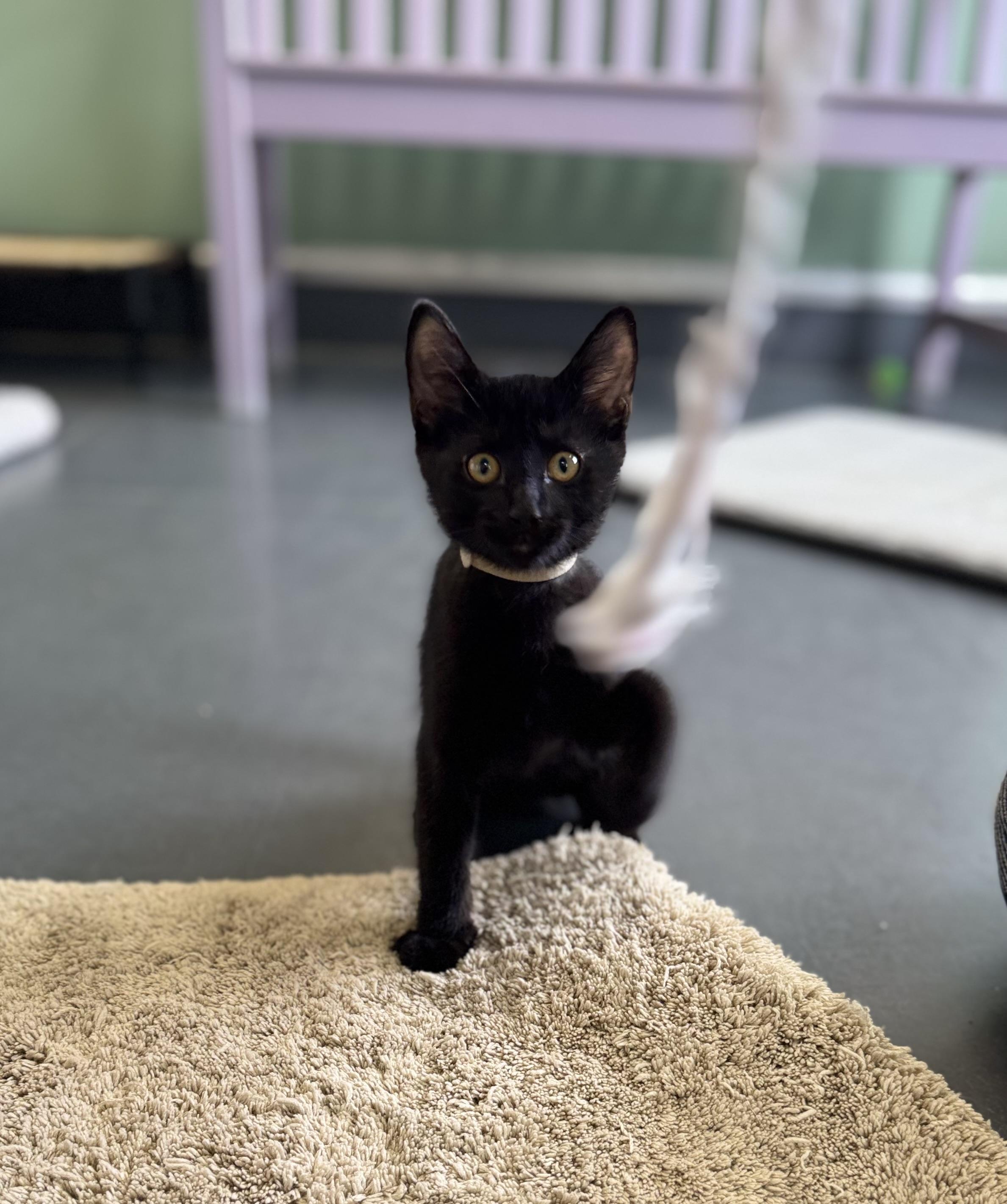 Enlarge Pepper, an adopted Domestic Short Hair in Eagle, CO image 3/5