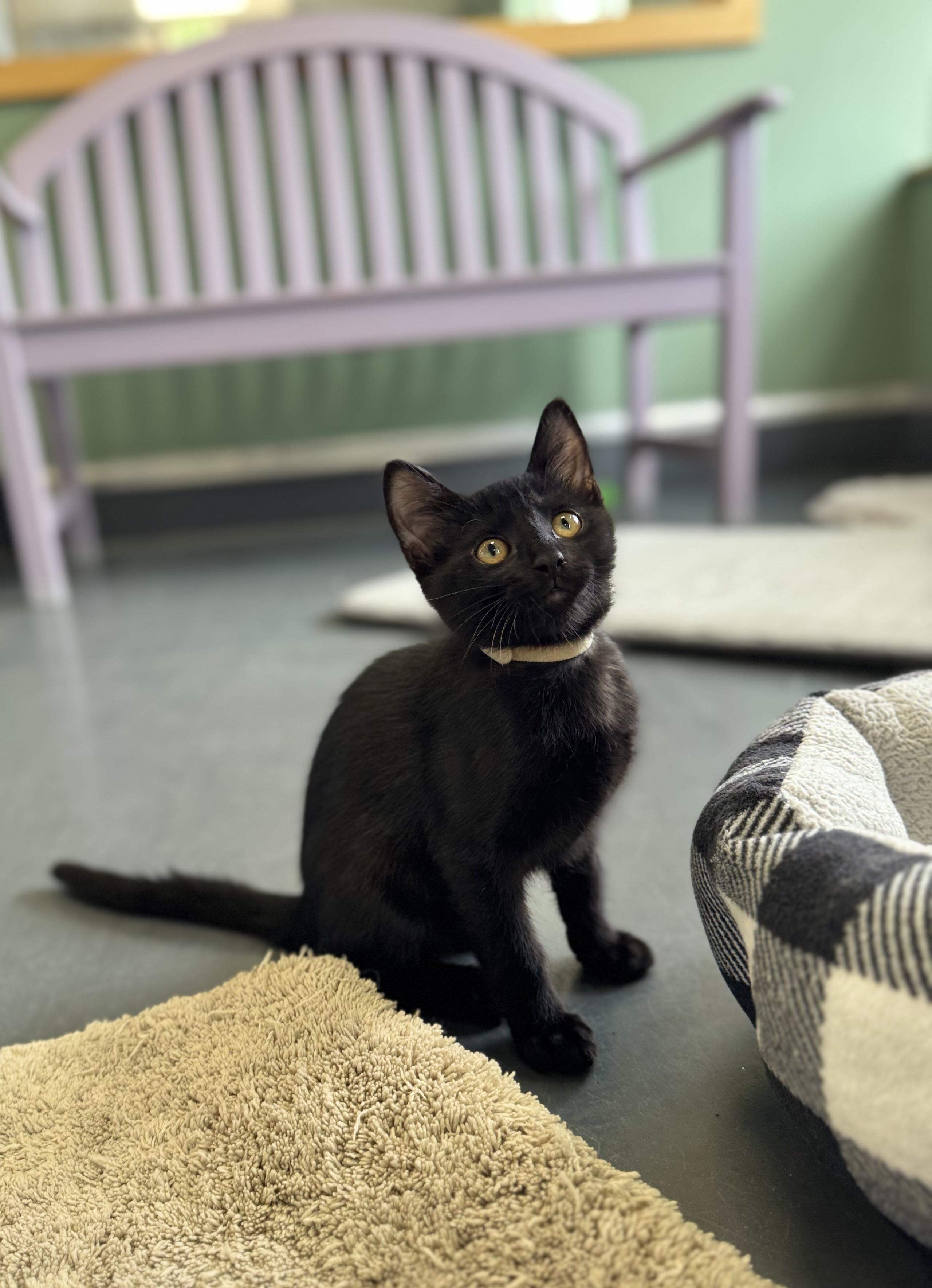 Enlarge Pepper, an adopted Domestic Short Hair in Eagle, CO image 2/5