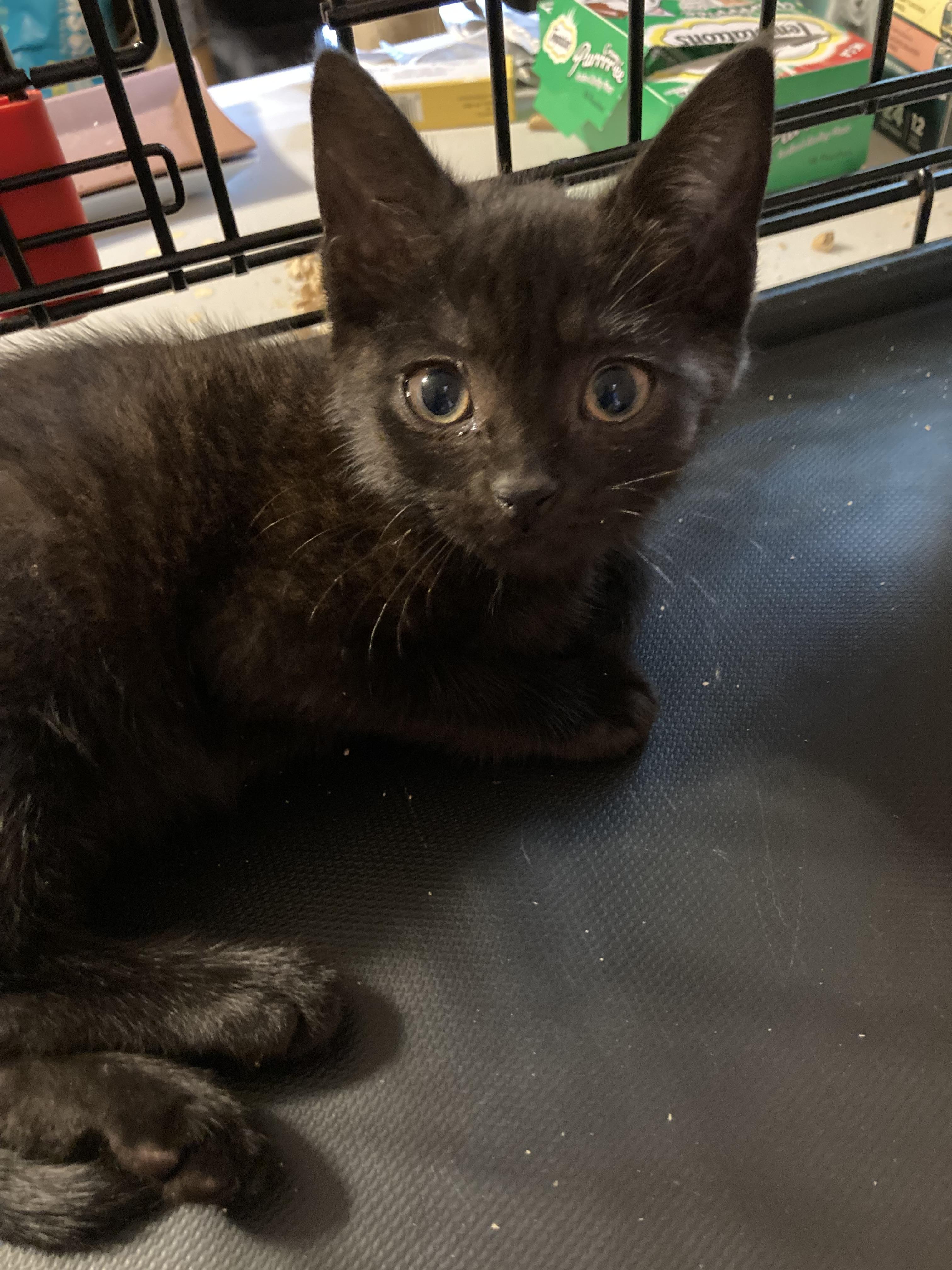 Violet Baudelaire, Adoptable, Kitten Female Domestic Short Hair.