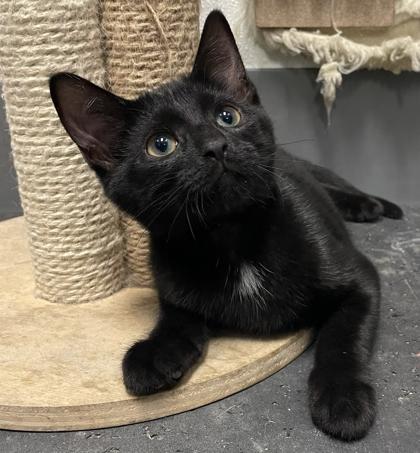 Sprite, a Adoptable mixed breed in Tinley Park, IL image 1/2