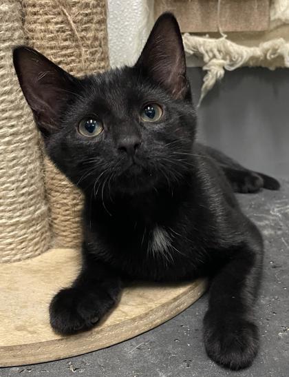 Sprite, a Adoptable mixed breed in Tinley Park, IL image 2/2