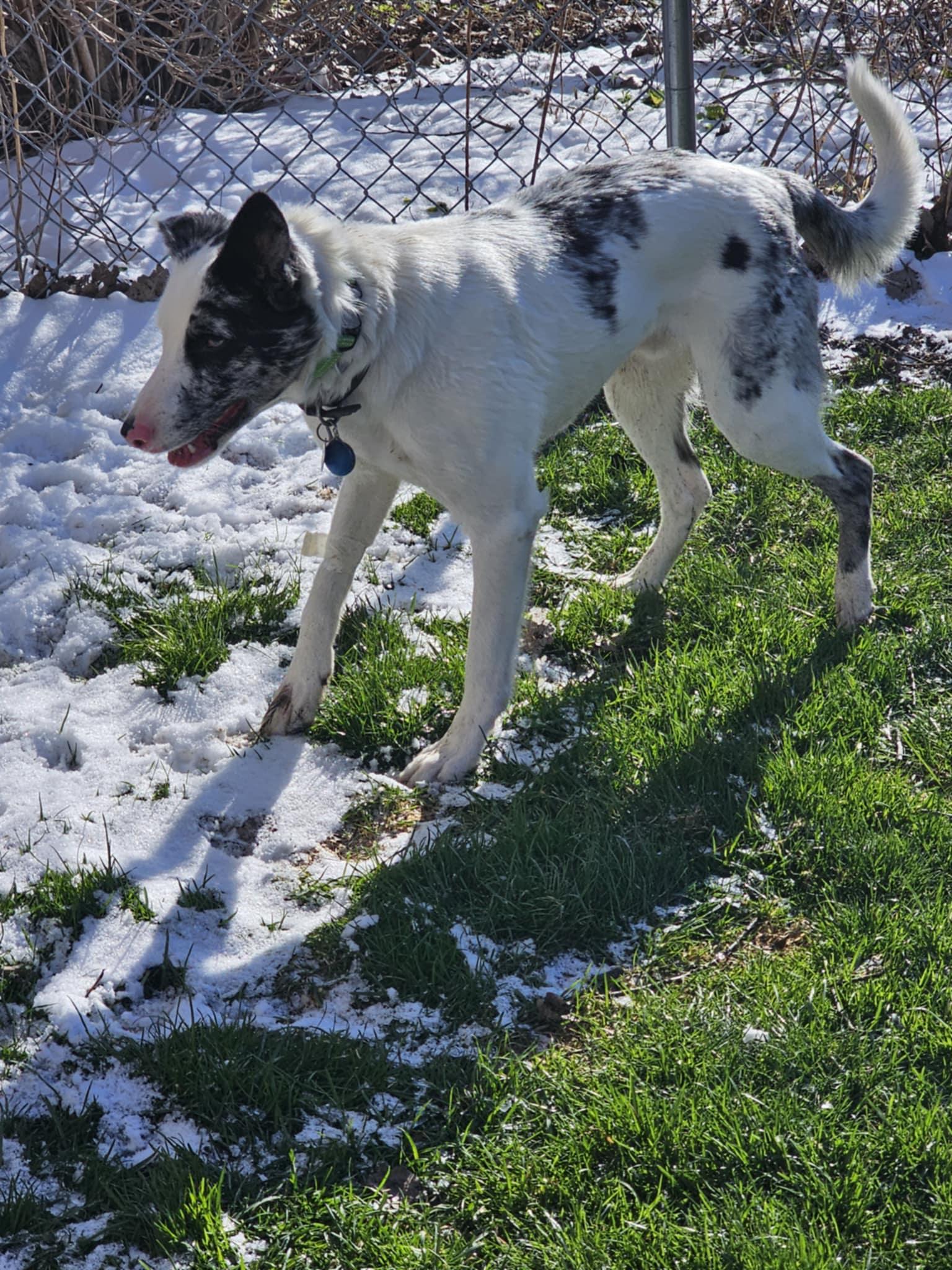 Enlarge Icon, a Adoptable Australian Shepherd in Canandaigua , NY image 4/6