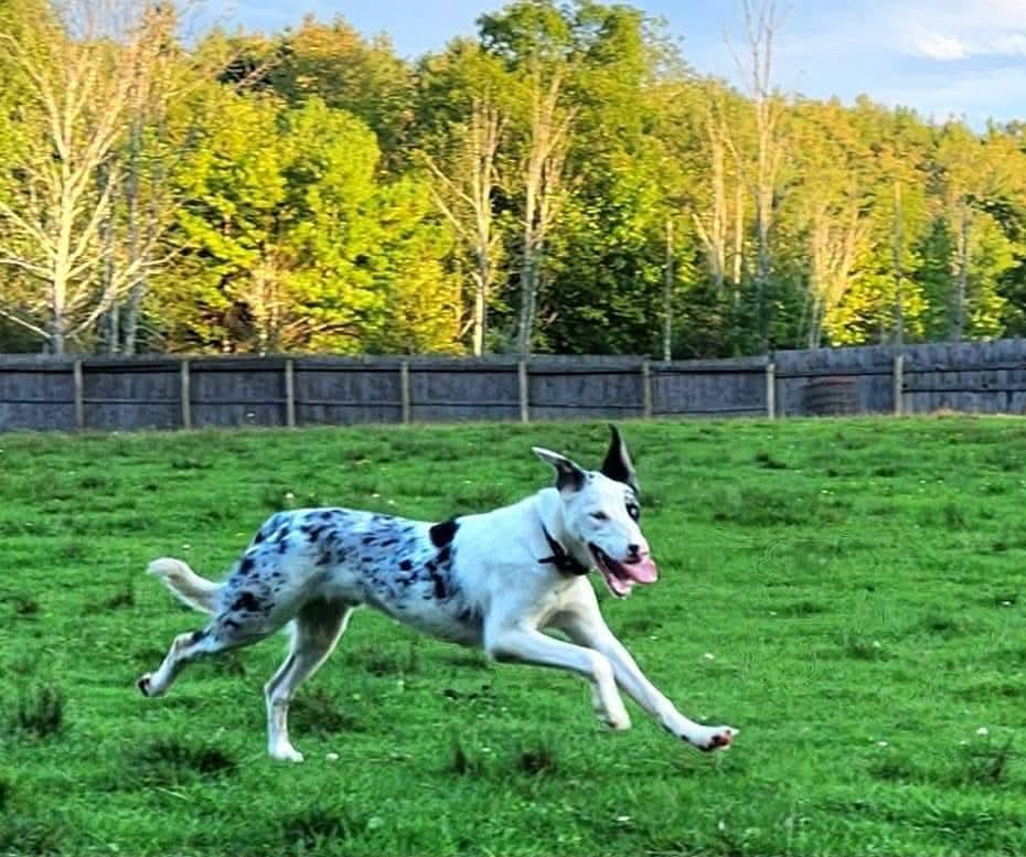 Enlarge Icon, a Adoptable Australian Shepherd in Canandaigua , NY image 6/6