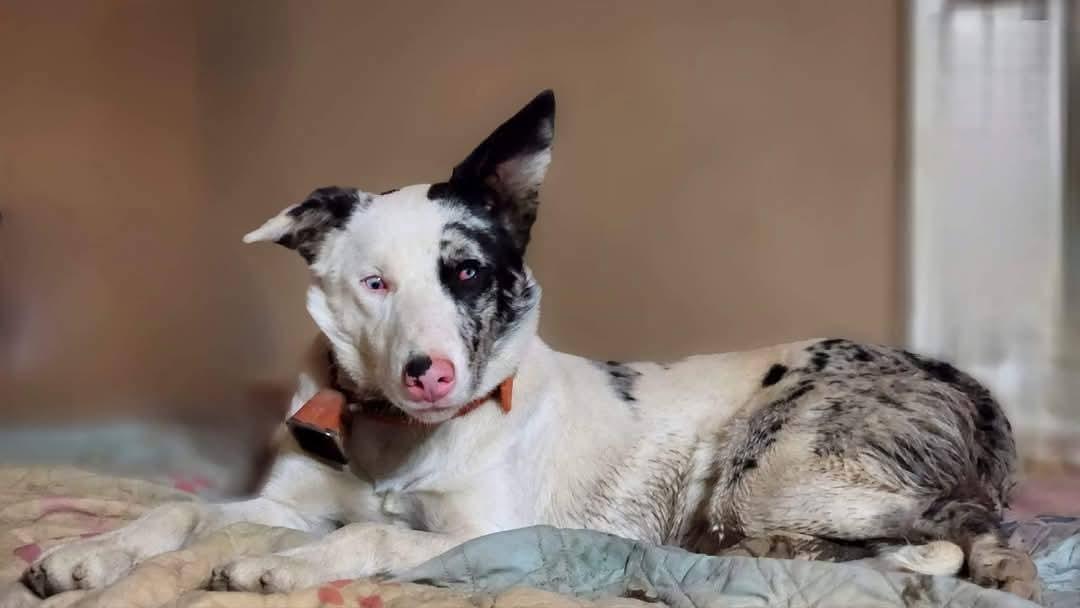 Enlarge Icon, a Adoptable Australian Shepherd in Canandaigua , NY image 1/6