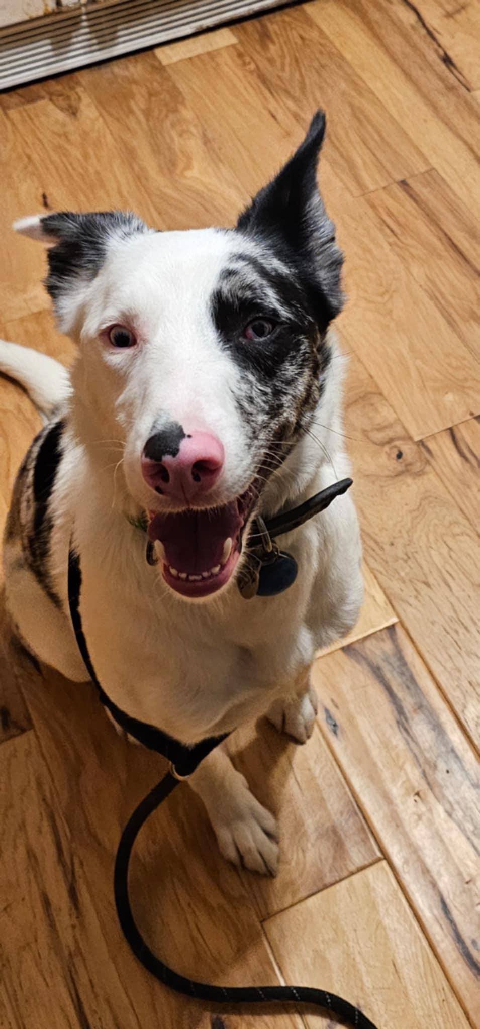 Enlarge Icon, a Adoptable Australian Shepherd in Canandaigua , NY image 5/6