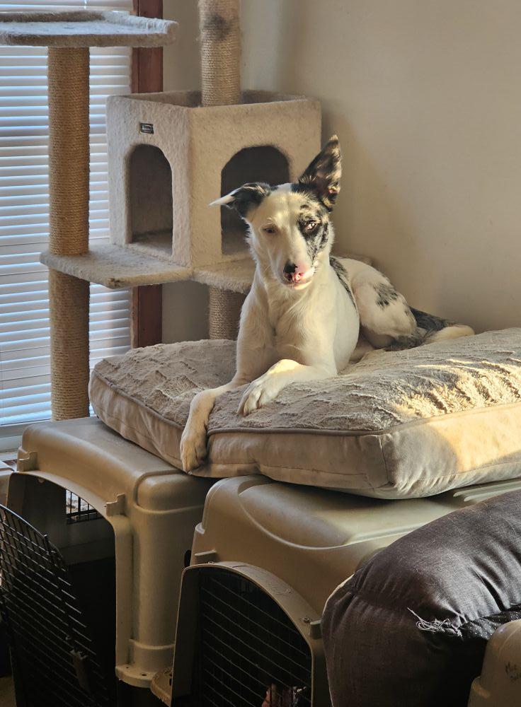 Enlarge Icon, a Adoptable Australian Shepherd in Canandaigua , NY image 2/6