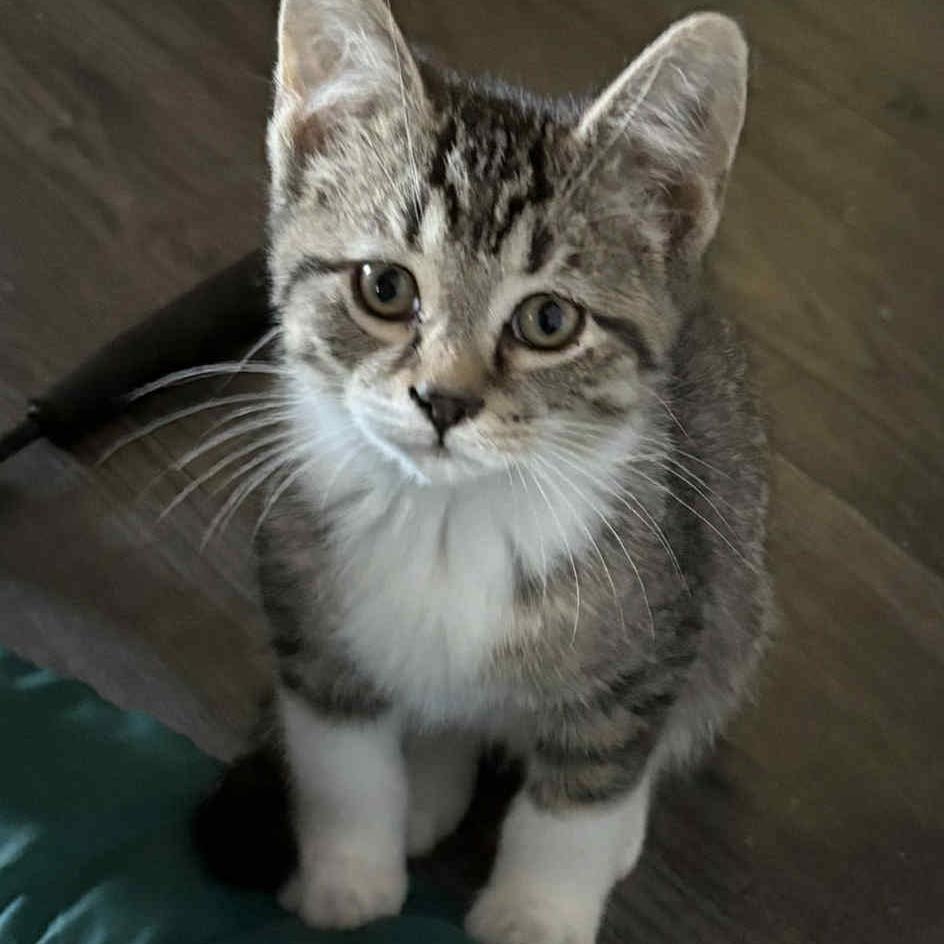 Spirits – A Lively & Loving Guy!