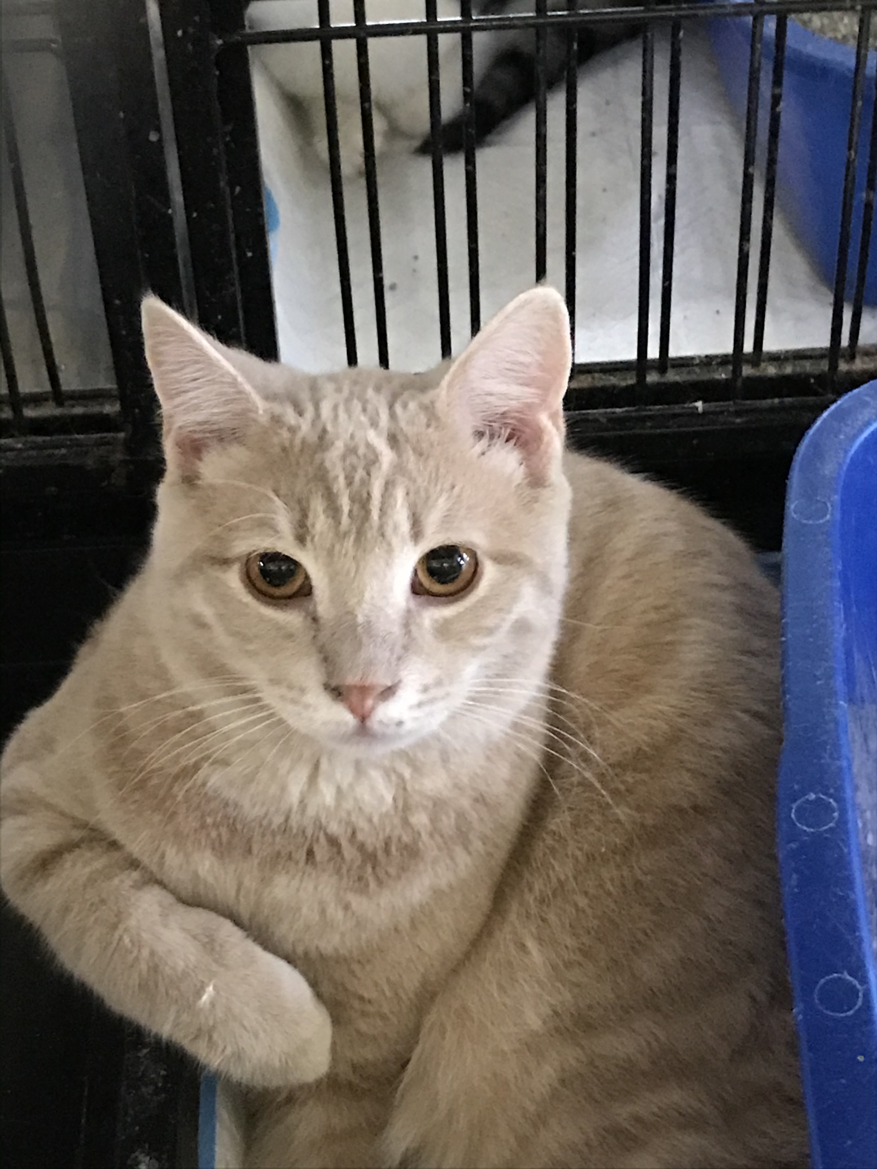 Jeff, Adult Male Domestic Short Hair