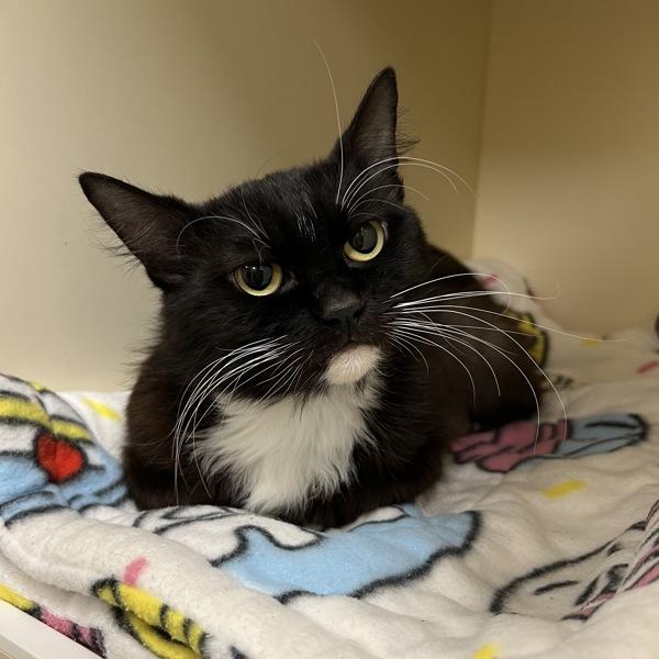 Pants, Adoptable, Adult Female Domestic Short Hair.