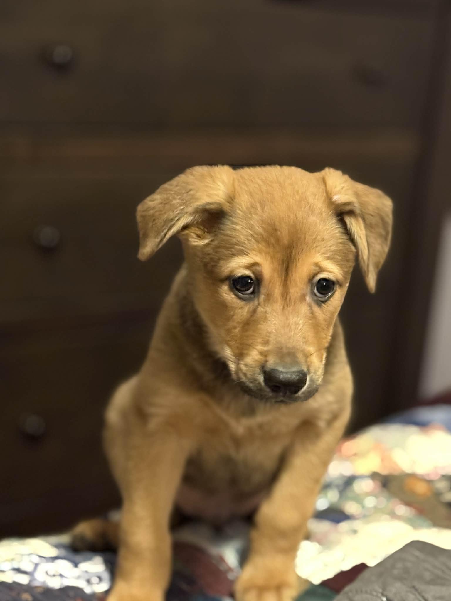 Zulu, Adopted, Puppy Male Australian Shepherd.