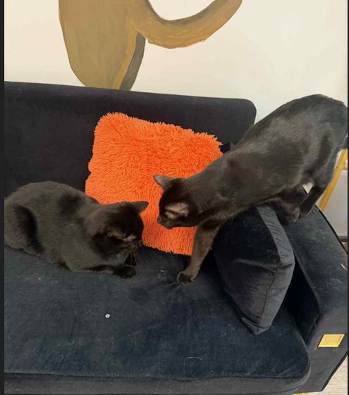 Enlarge Ash and Birch, a Adoptable Domestic Short Hair in Yorktown, IN image 1/3