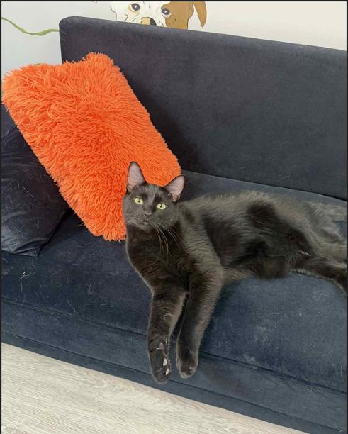 Enlarge Ash and Birch, a Adoptable Domestic Short Hair in Yorktown, IN image 2/3