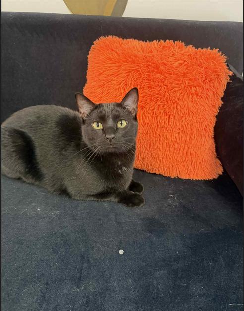 Ash and Birch, Adoptable, Young Male Domestic Short Hair.