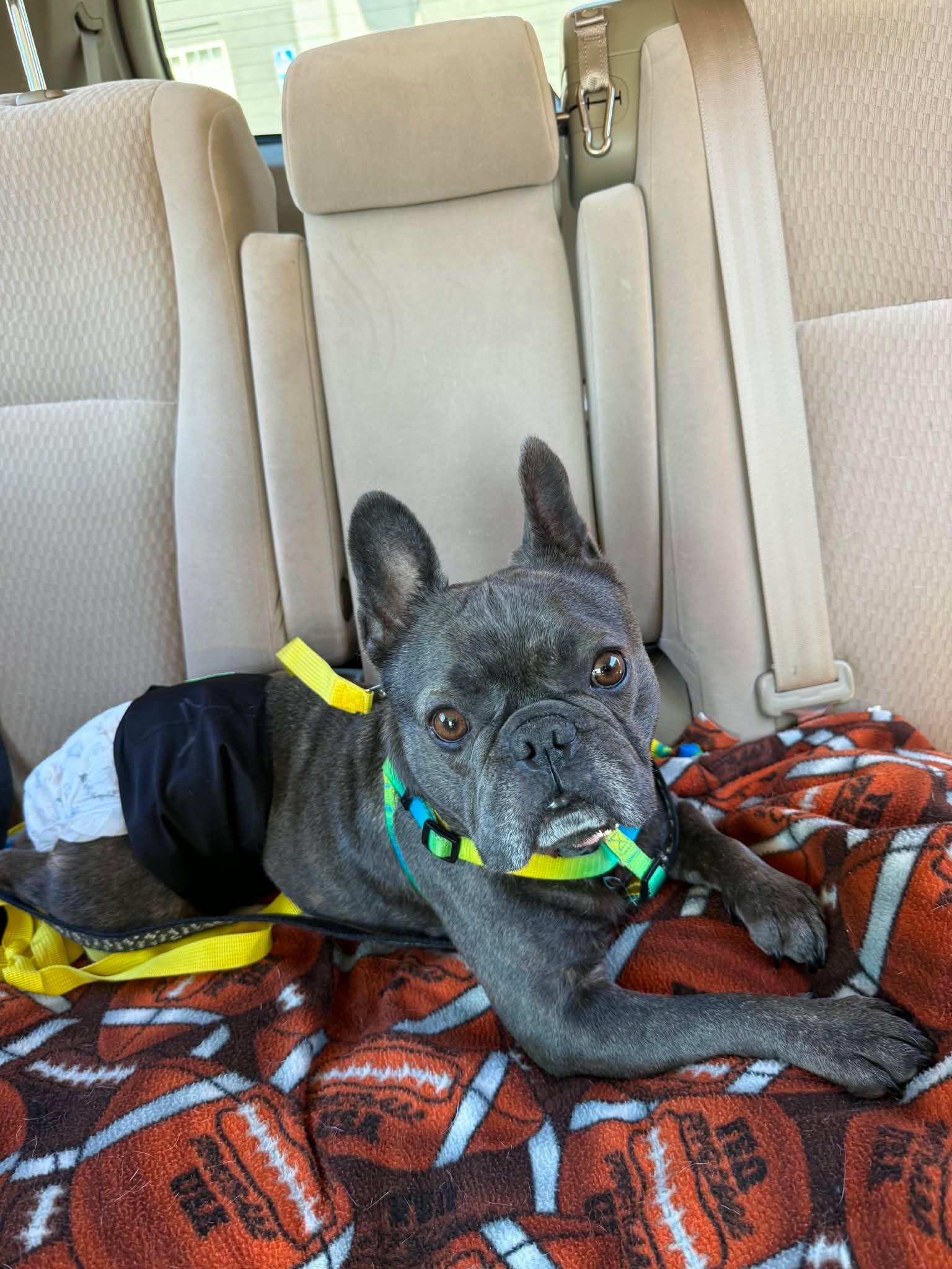 Enlarge Steve, a ADOPTABLE French Bulldog in Raymond, WA image 1/3