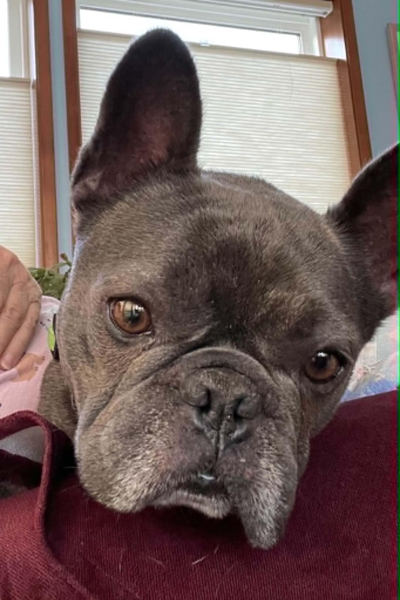Enlarge Steve, a ADOPTABLE French Bulldog in Raymond, WA image 2/3