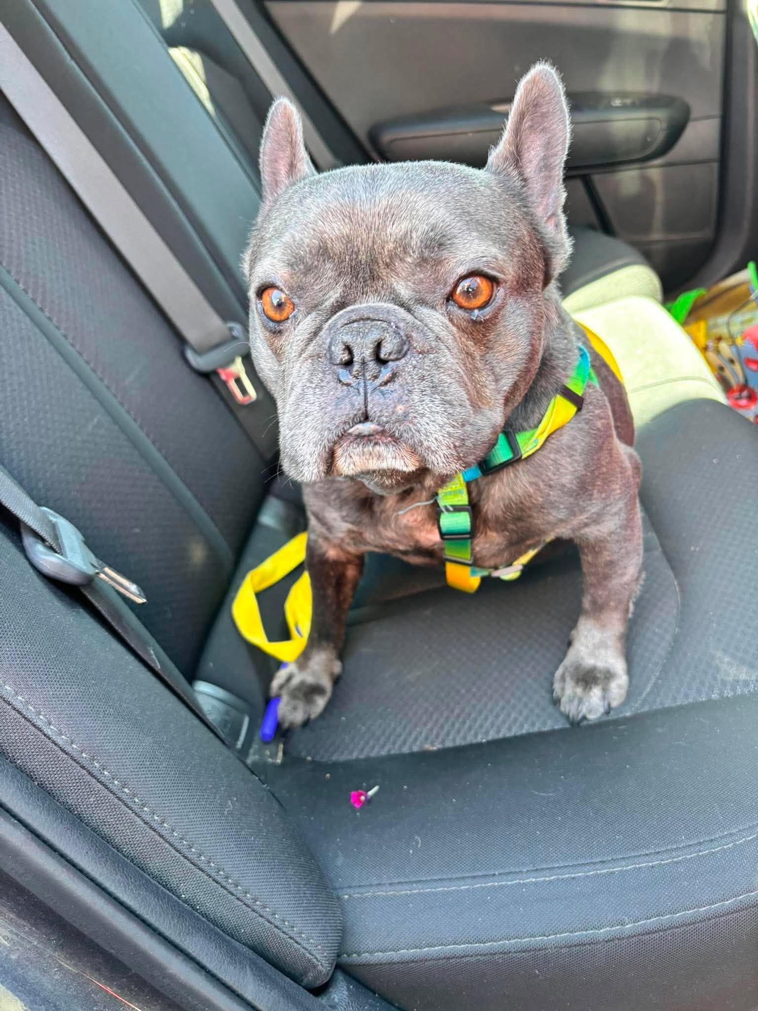 Enlarge Steve, a ADOPTABLE French Bulldog in Raymond, WA image 3/3