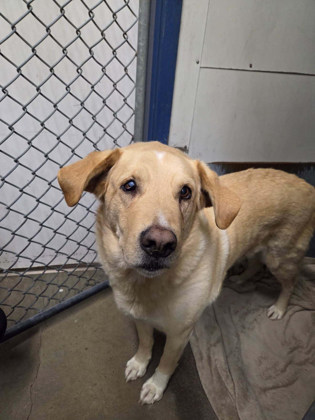 Minion, ADOPTABLE, Senior Male Yellow Labrador Retriever & Mixed Breed.