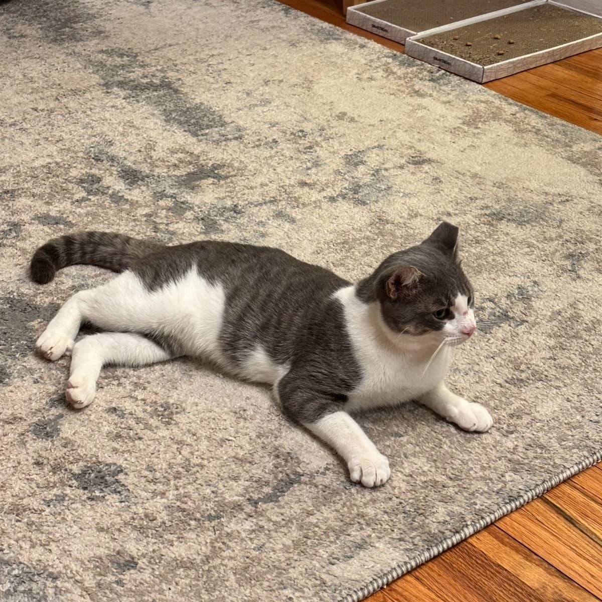 Enlarge Avery, a Adoptable Domestic Short Hair in Astoria, NY image 3/4