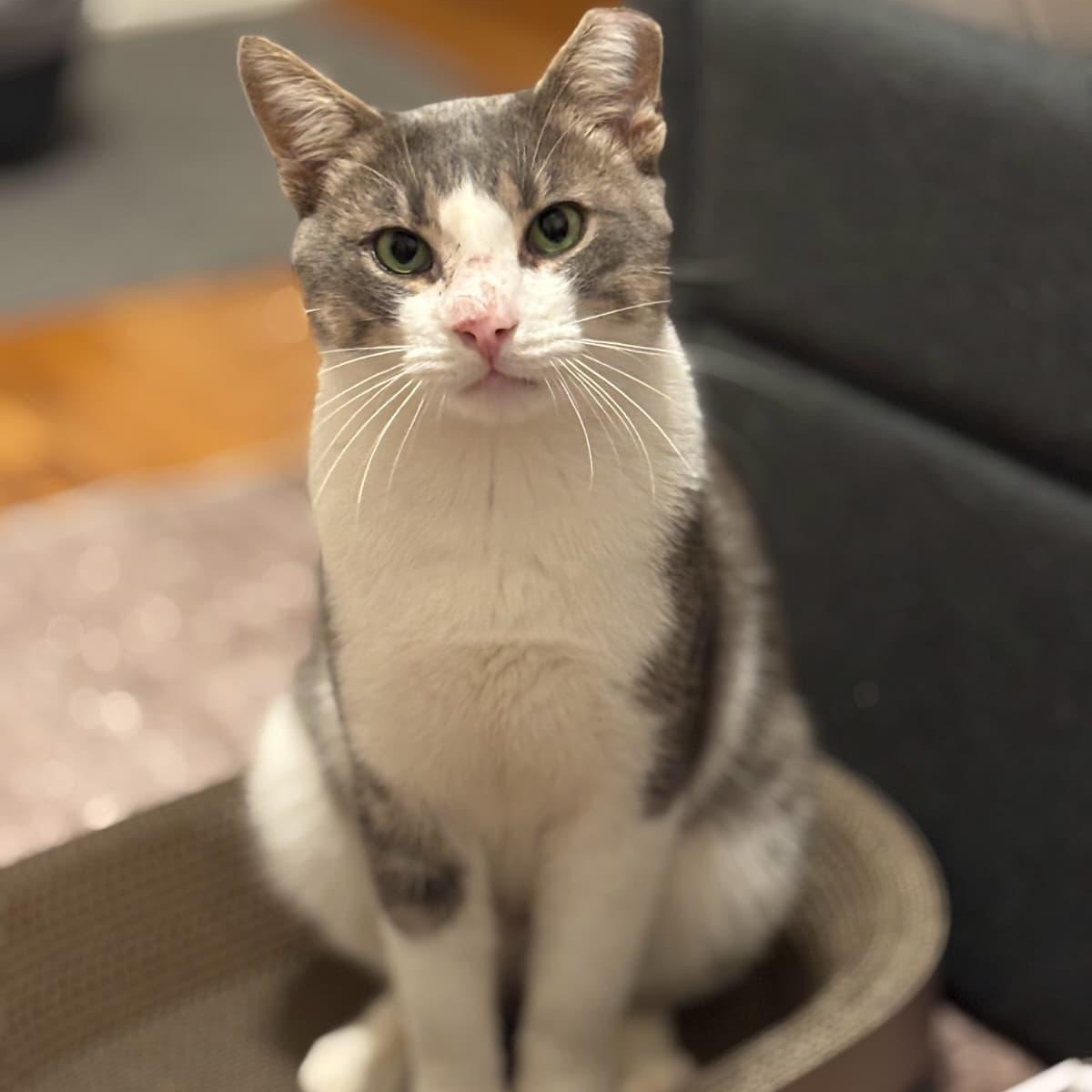 Enlarge Avery, a Adoptable Domestic Short Hair in Astoria, NY image 2/4