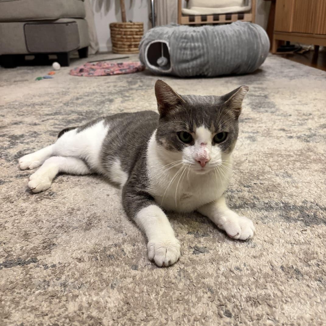 Enlarge Avery, a Adoptable Domestic Short Hair in Astoria, NY image 4/4