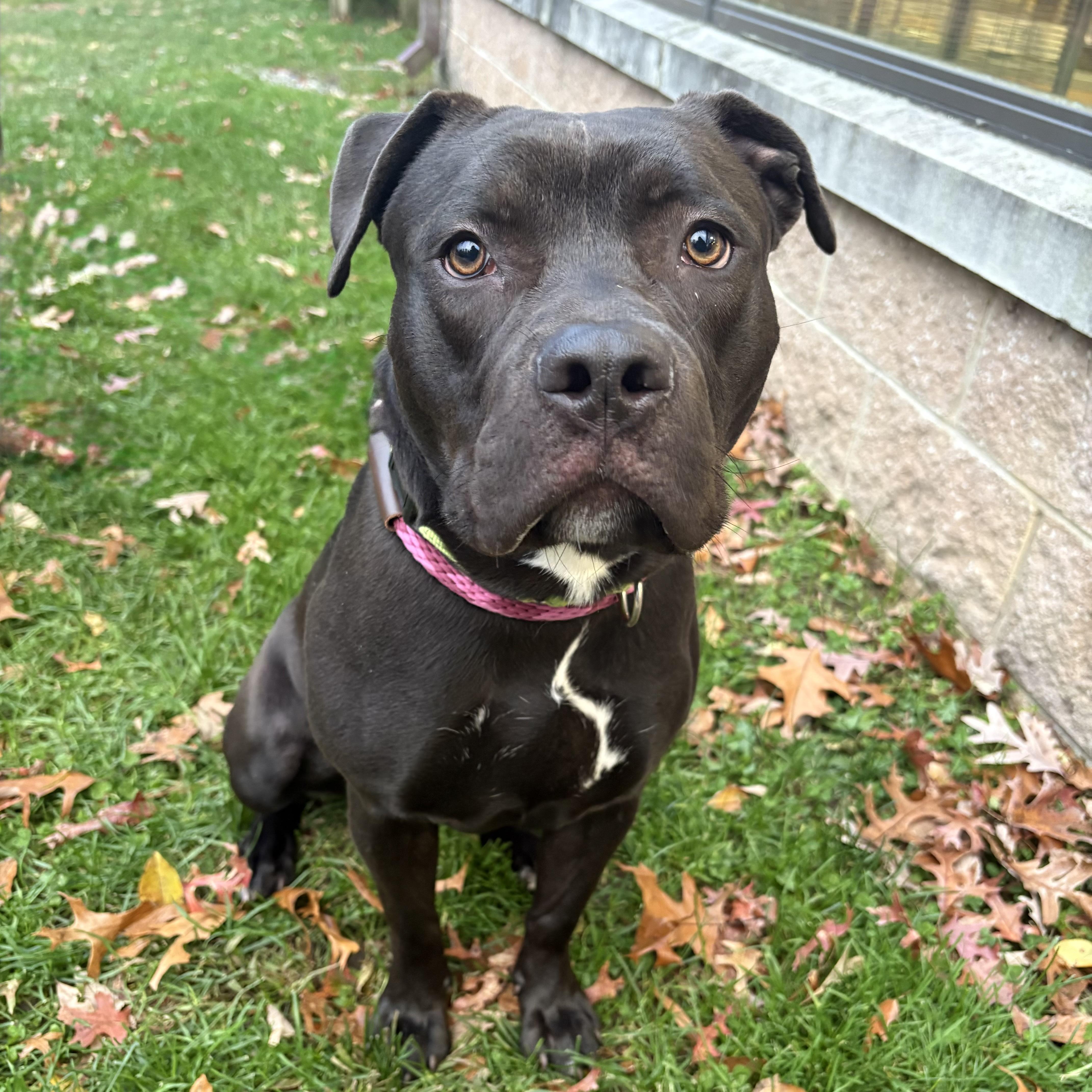 Alice, Adoptable, Adult Female Terrier.