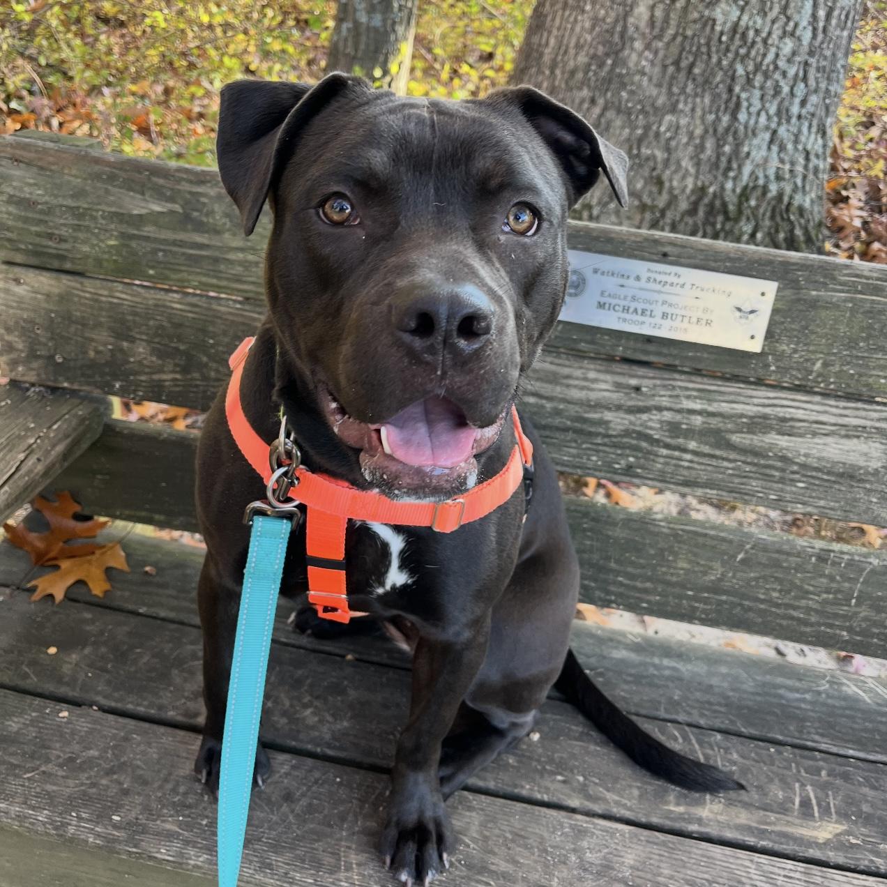 Enlarge Alice, a Adoptable mixed breed in Eatontown, NJ image 2/6