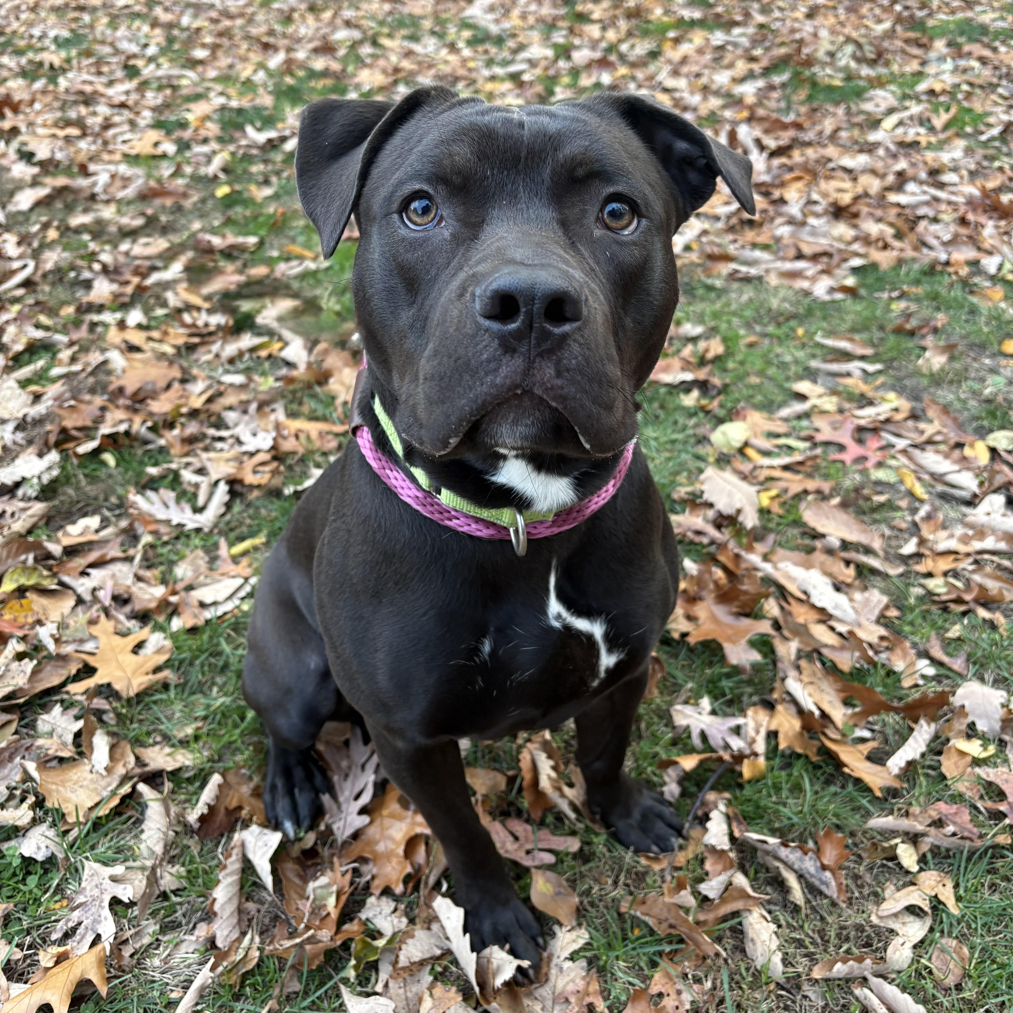Enlarge Alice, a Adoptable mixed breed in Eatontown, NJ image 3/6
