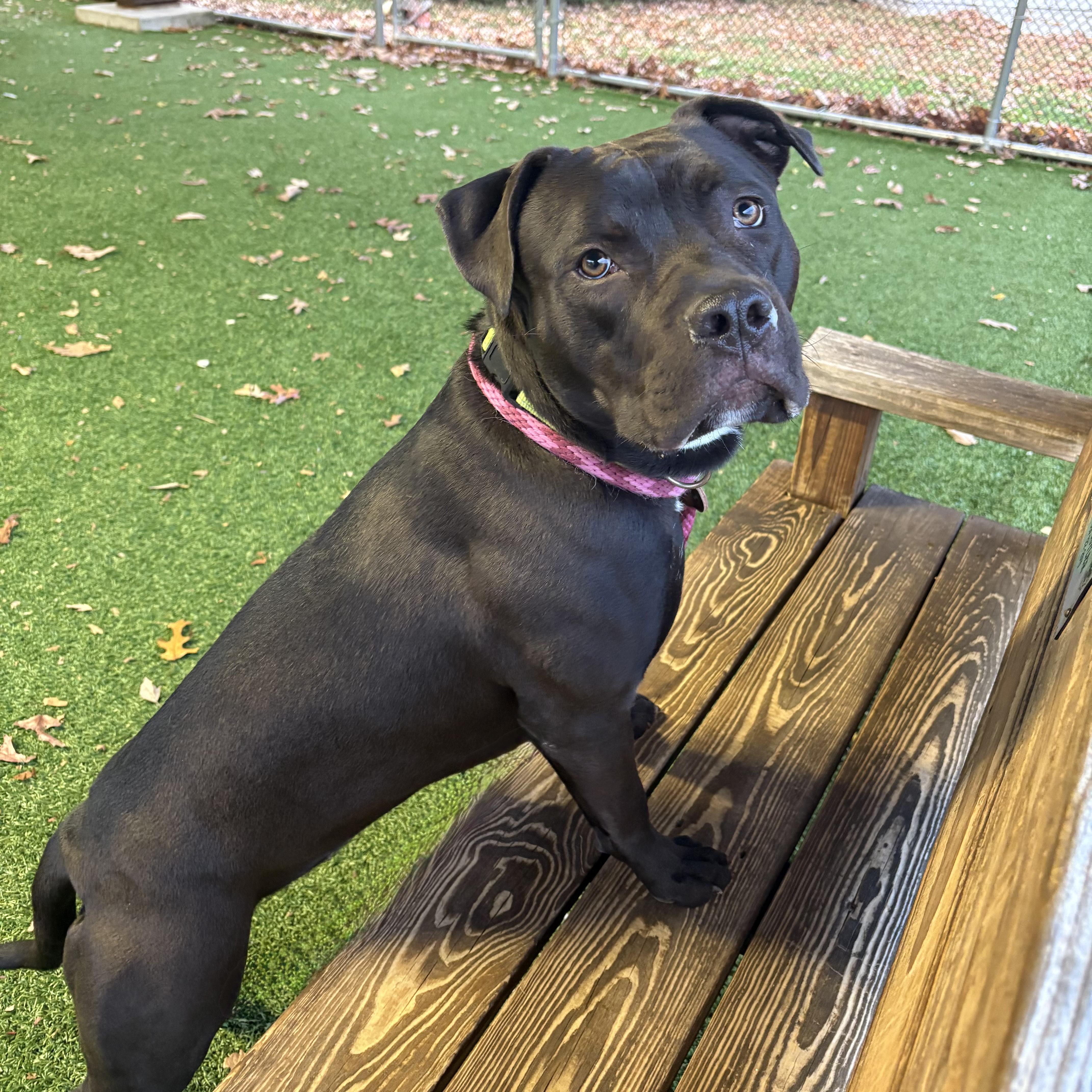 Enlarge Alice, a Adoptable mixed breed in Eatontown, NJ image 4/6