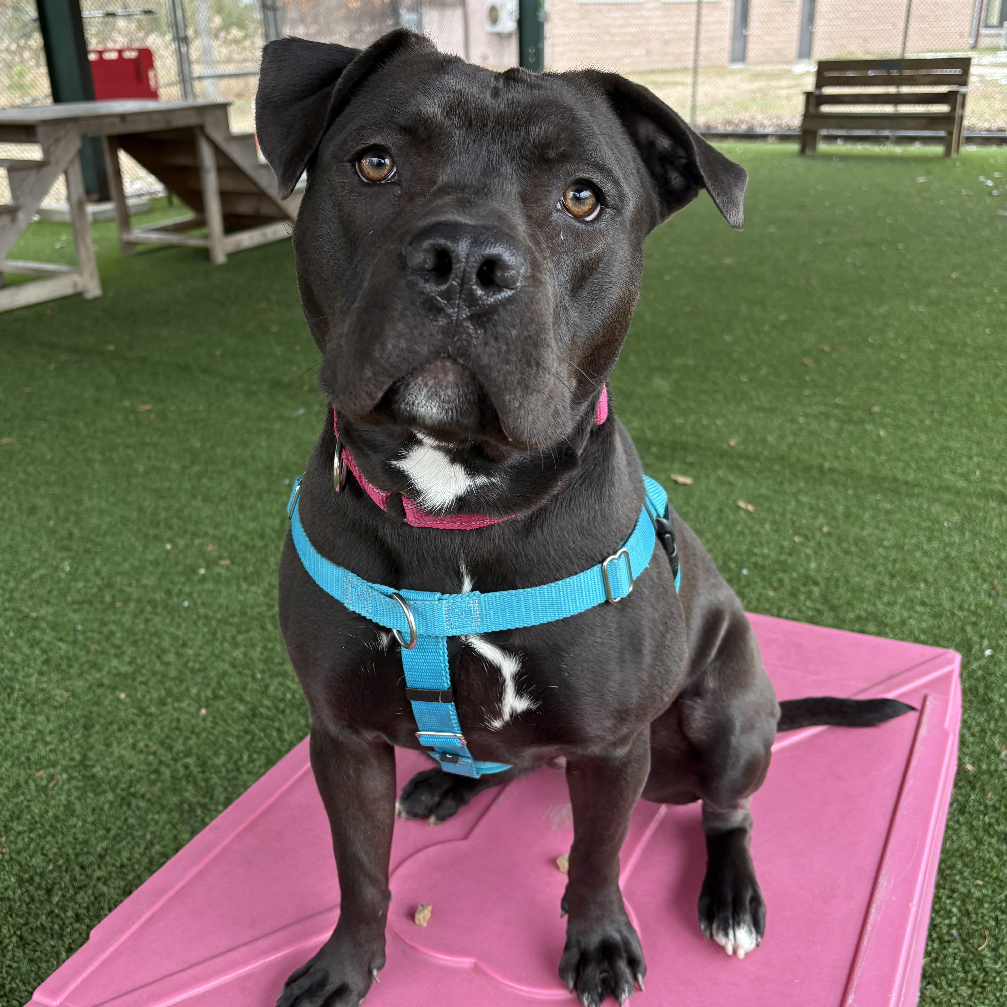 Alice, Adoptable, Adult Female Terrier.