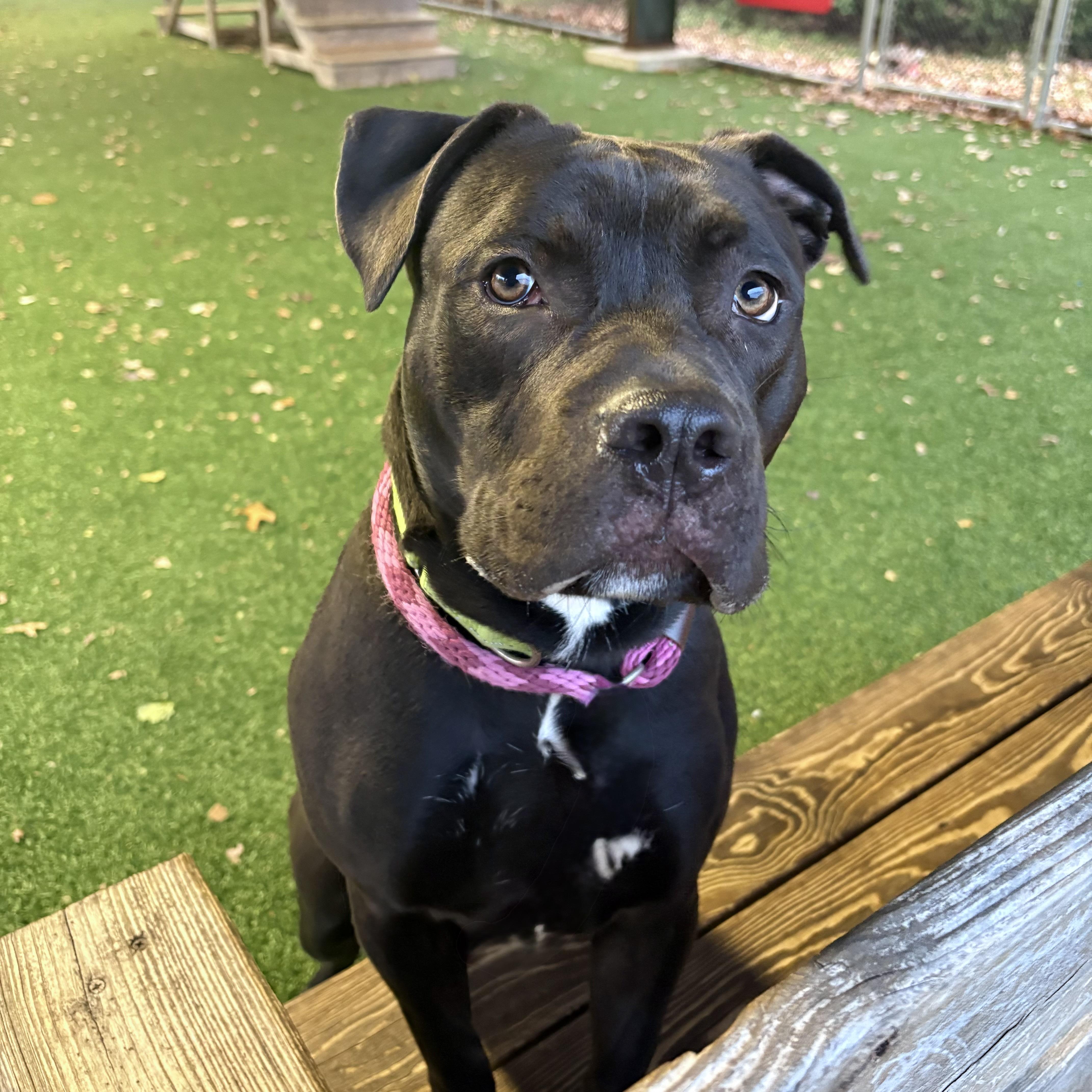 Enlarge Alice, a Adoptable mixed breed in Eatontown, NJ image 5/6