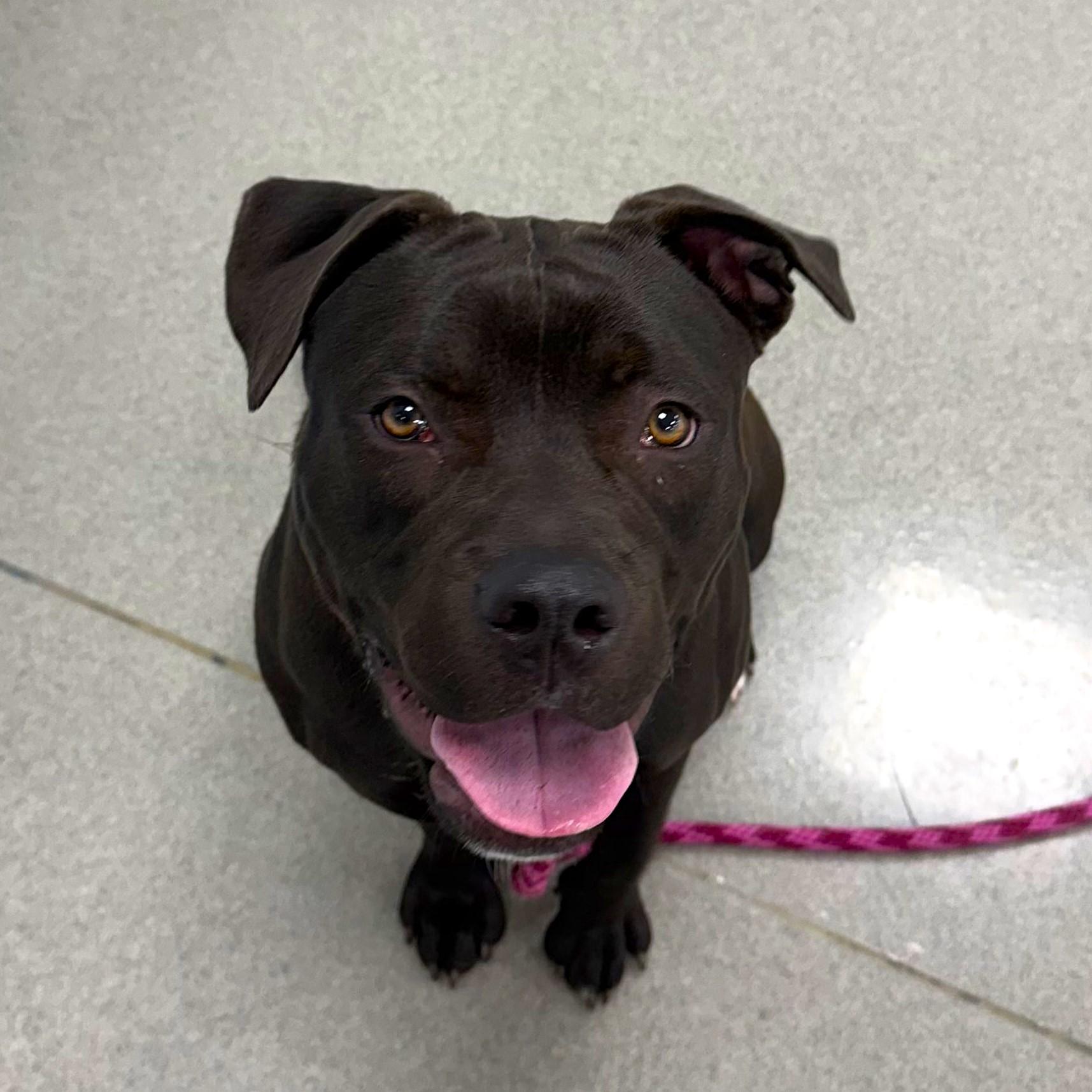 Enlarge Alice, a Adoptable mixed breed in Eatontown, NJ image 6/6