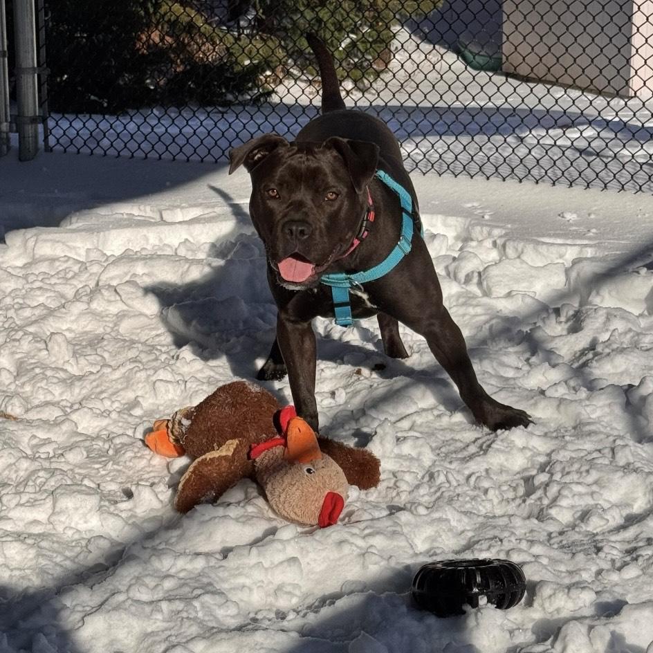 Enlarge Alice, a Adoptable mixed breed in Eatontown, NJ image 6/6