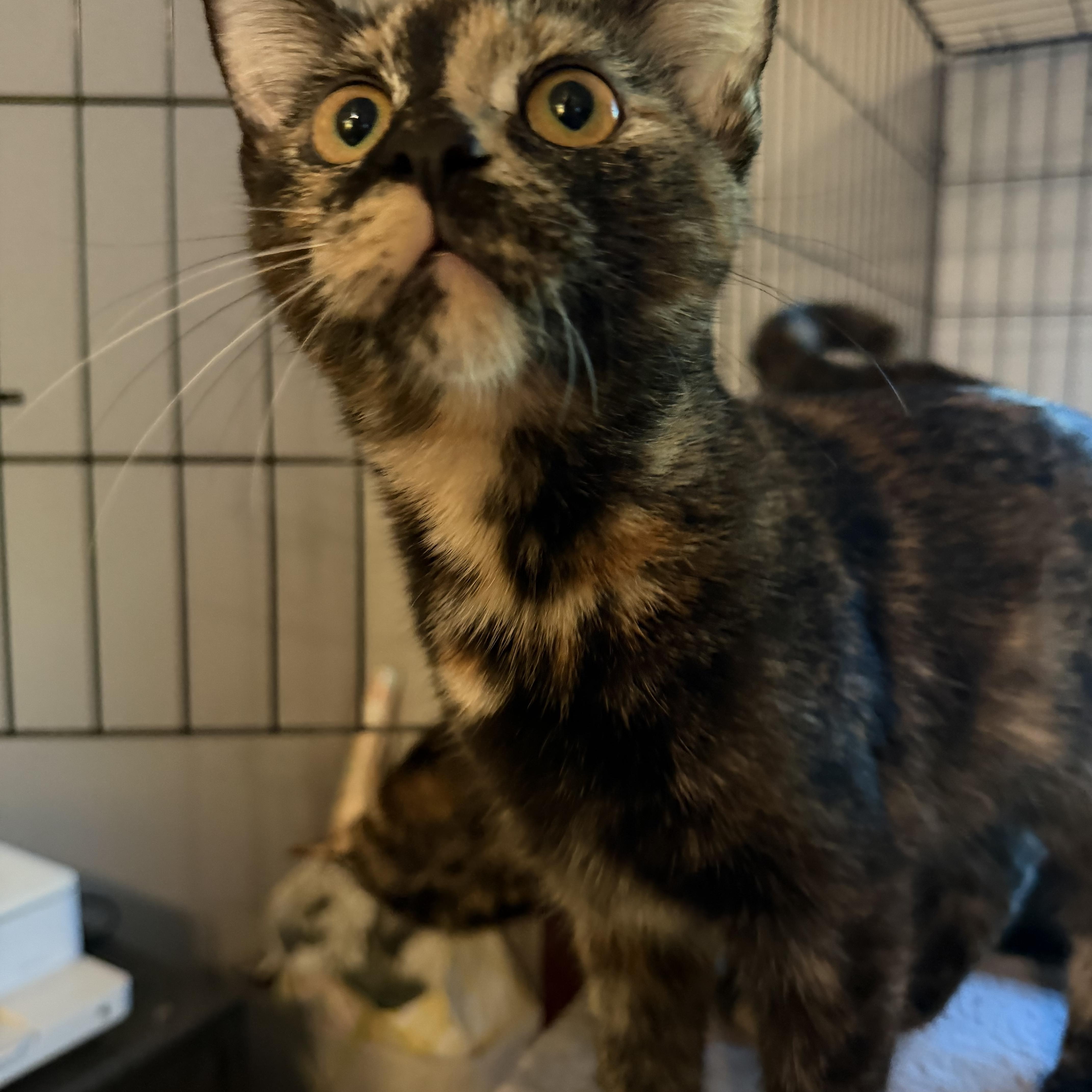 Enlarge Pippa, Birdie, Margo & Tilly, a Adoptable mixed breed in Canton, MA image 2/5