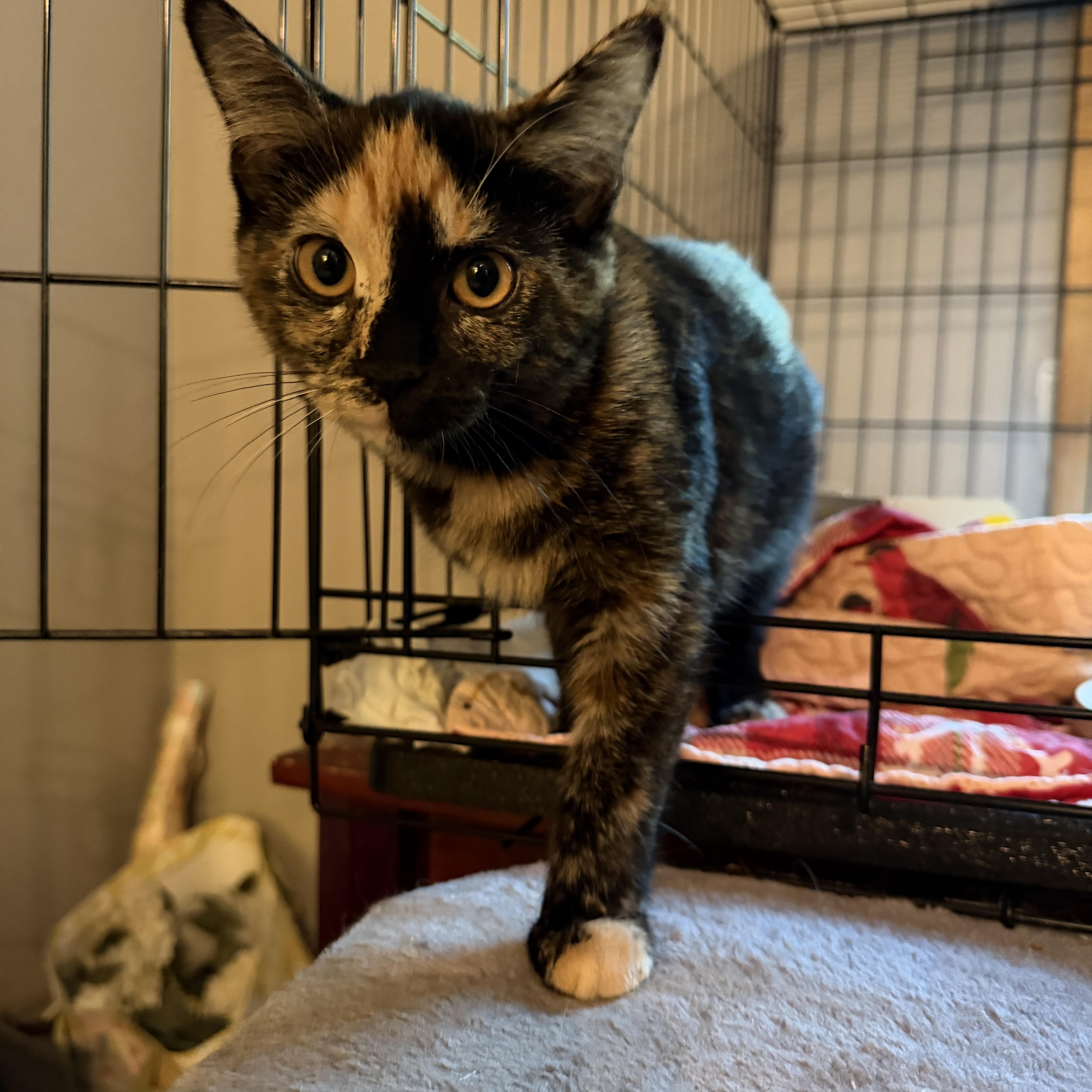 Pippa, Birdie, Margo & Tilly, Adoptable, Kitten Female Tortoiseshell & Domestic Short Hair.