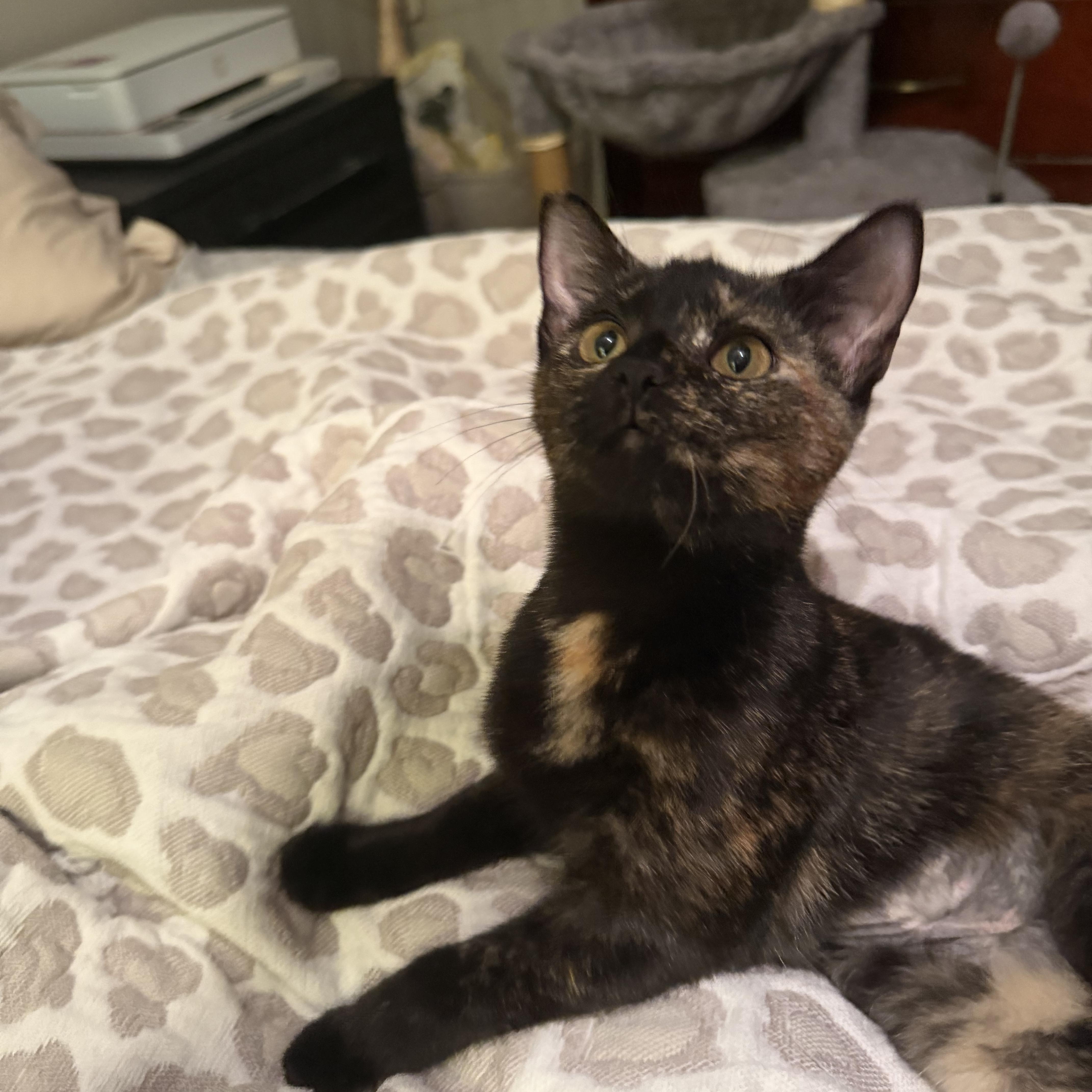 Enlarge Pippa, Birdie, Margo & Tilly, a Adoptable mixed breed in Canton, MA image 5/5