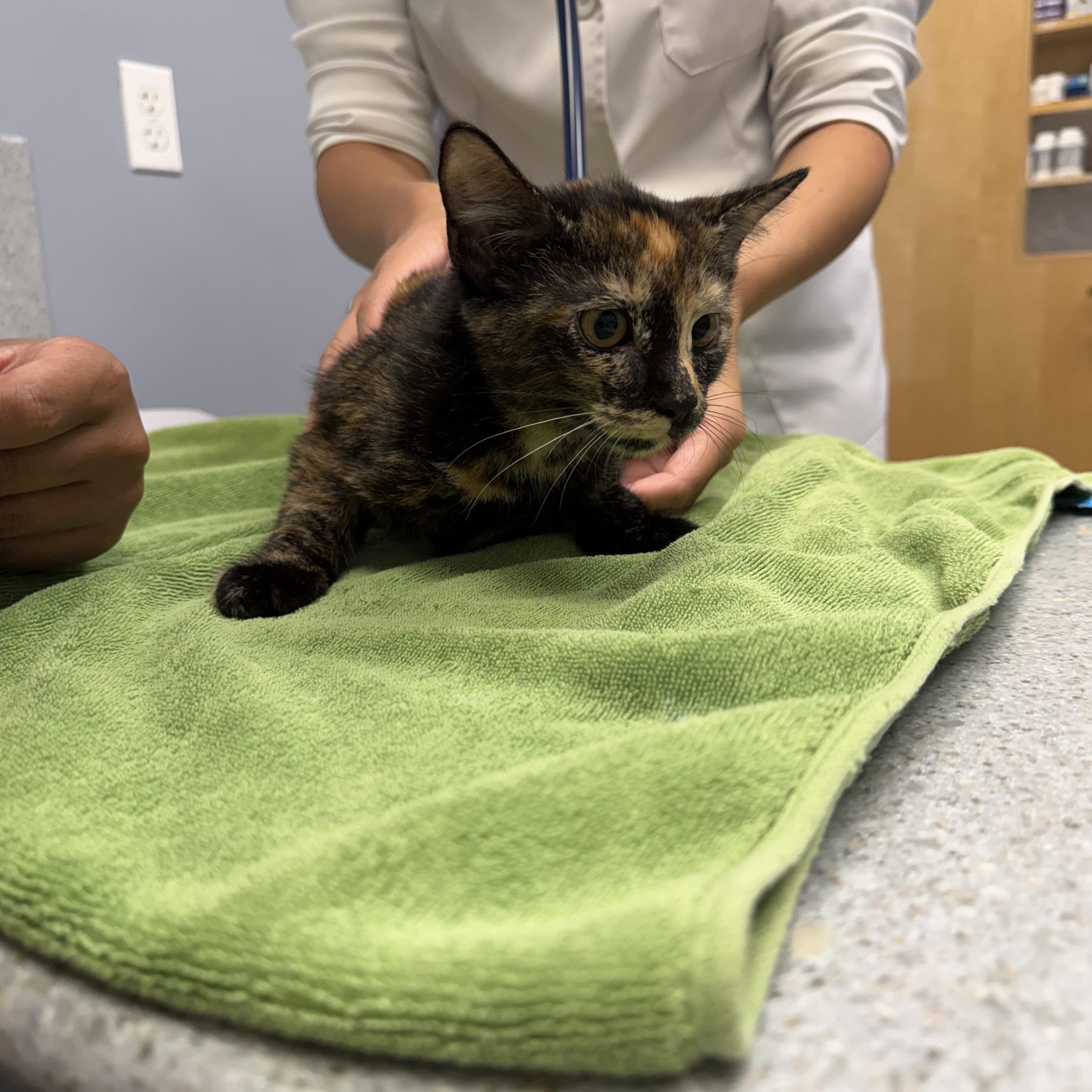 Enlarge Pippa, Birdie, Margo & Tilly, a Adoptable mixed breed in Canton, MA image 4/5