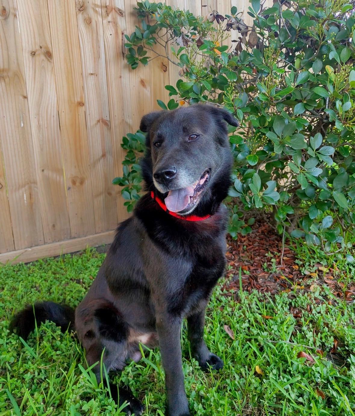 Enlarge Ramen Noodle, a Adoptable mixed breed in Atlanta, GA image 2/6