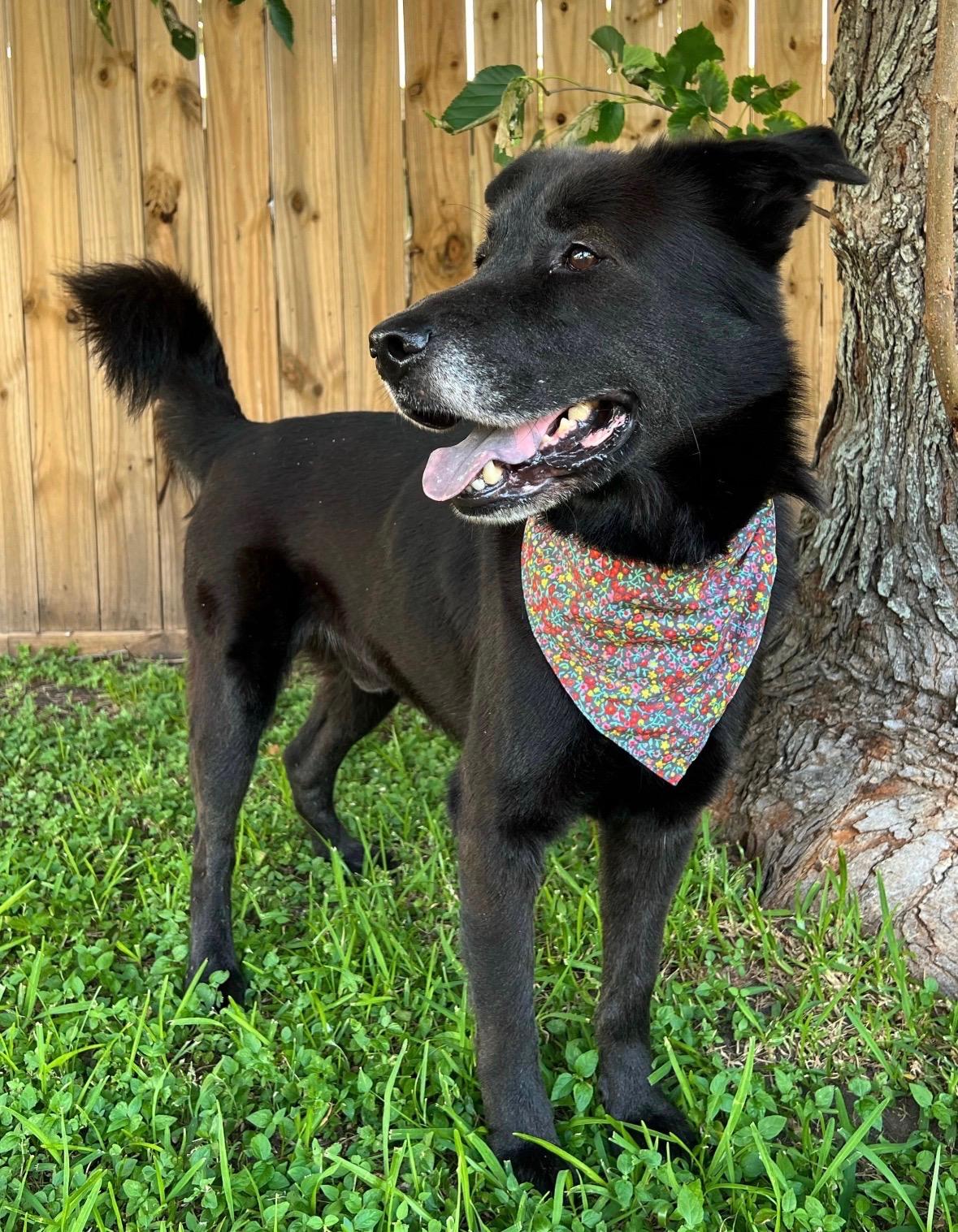 Enlarge Ramen Noodle, a Adoptable mixed breed in Atlanta, GA image 3/6